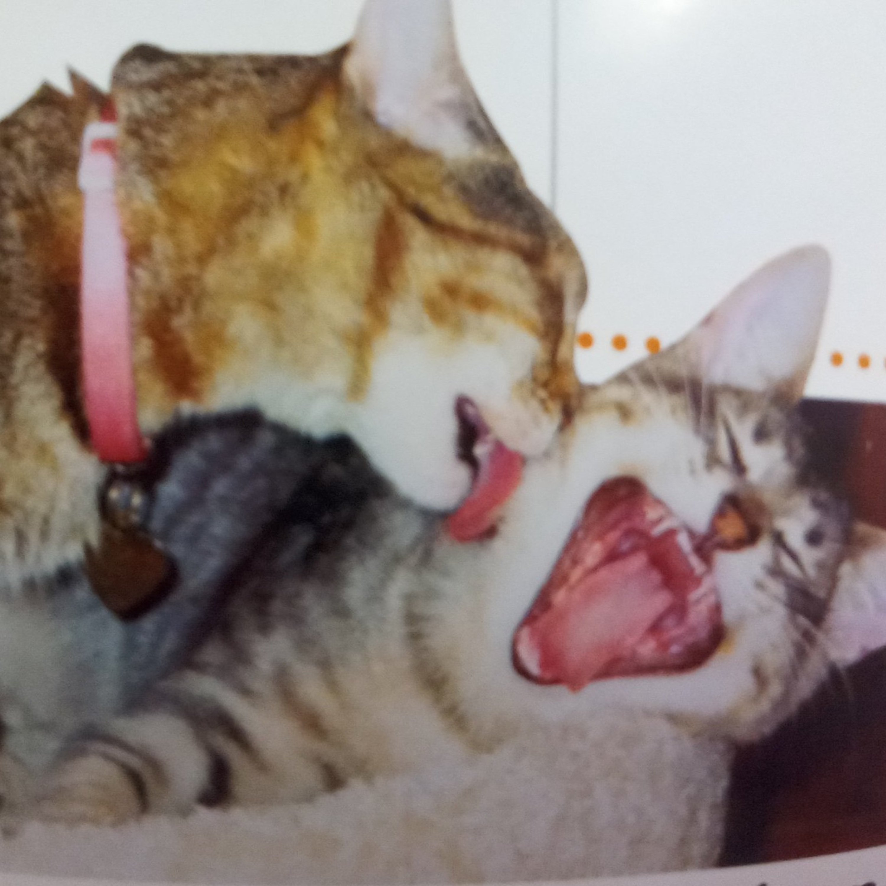 1st Meow Meow Cat Loving Couple Song  episode artwork