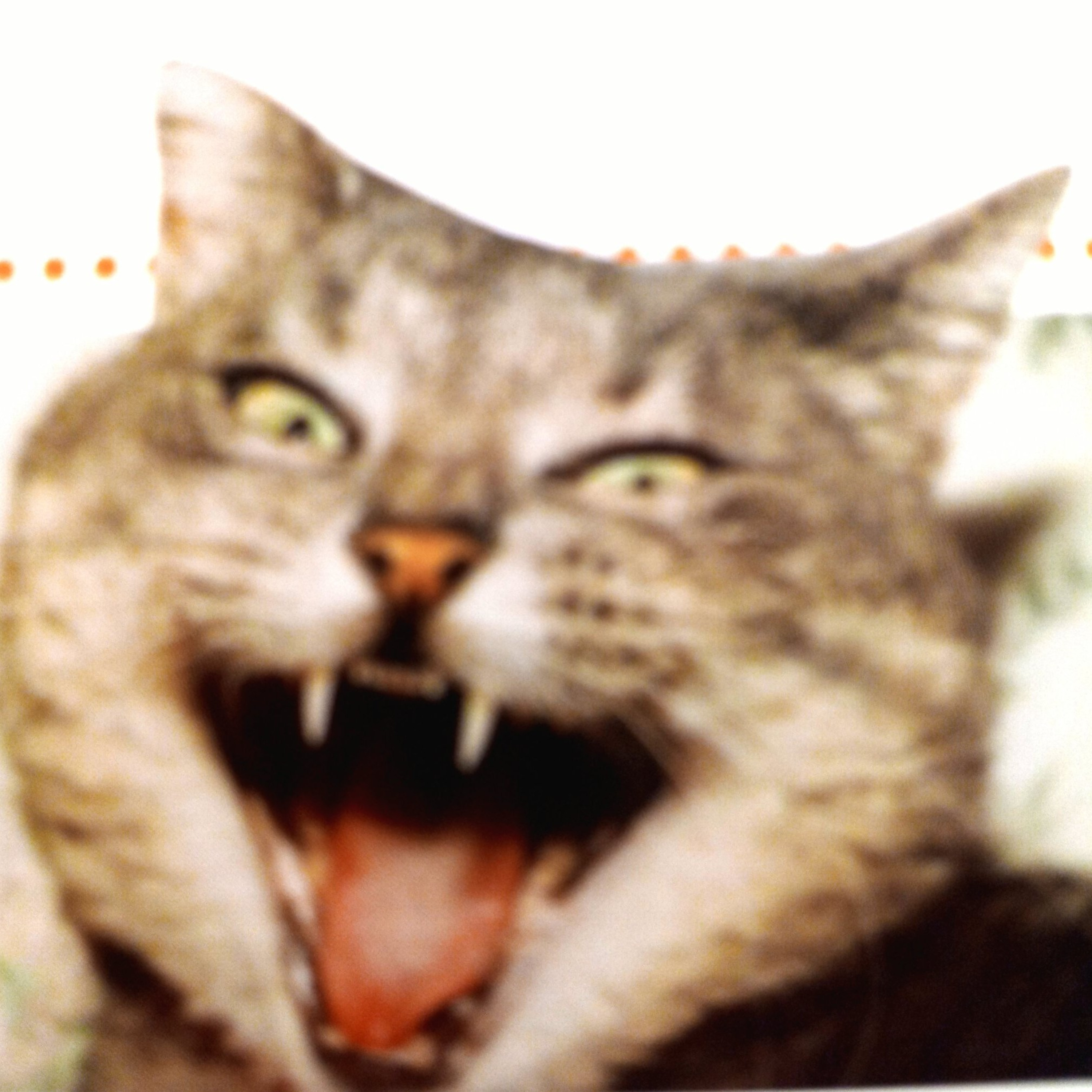 2nd Meow Cat Song  episode artwork