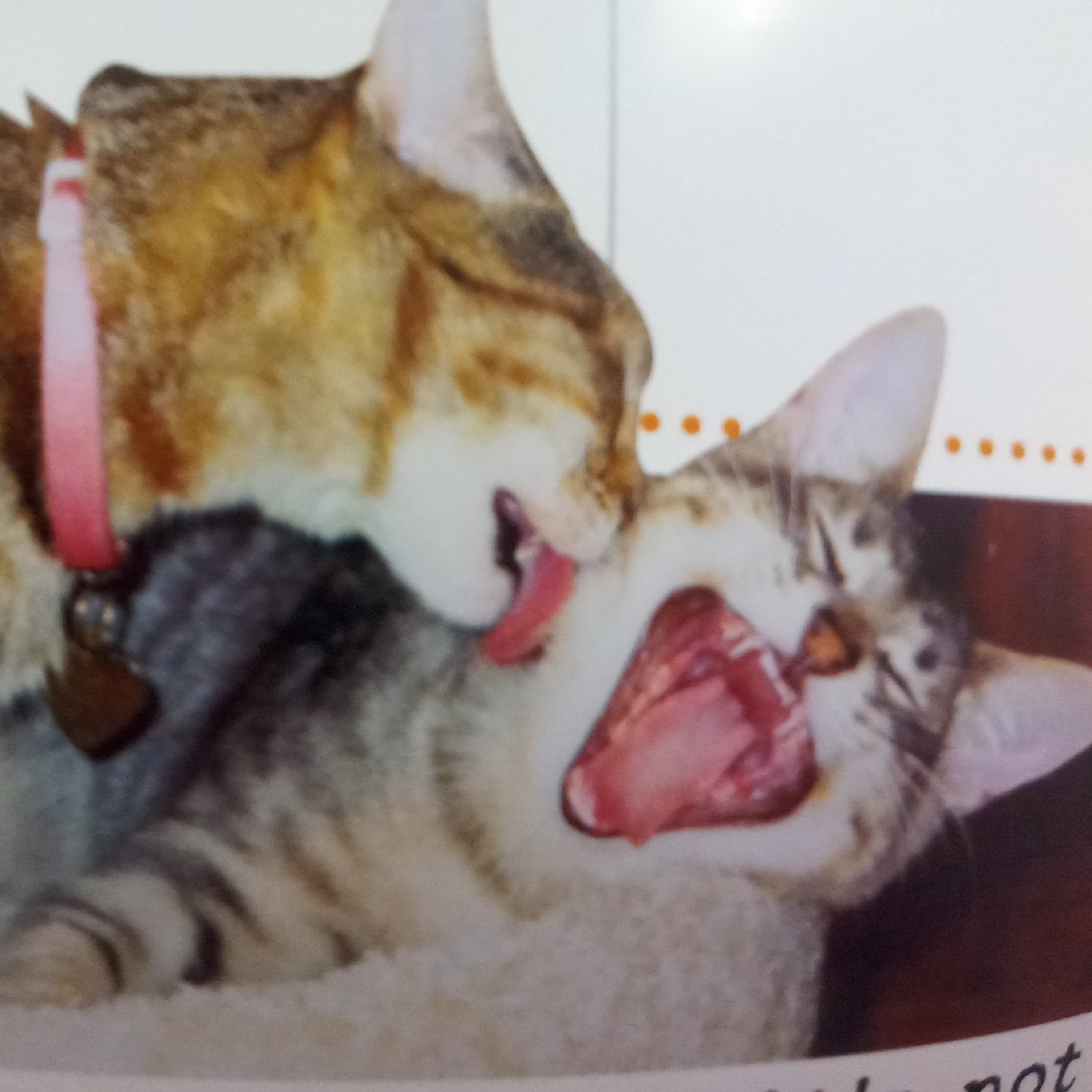 2nd The Little Kitties Loves The Meow! Meow! Sweet Couple Song episode artwork