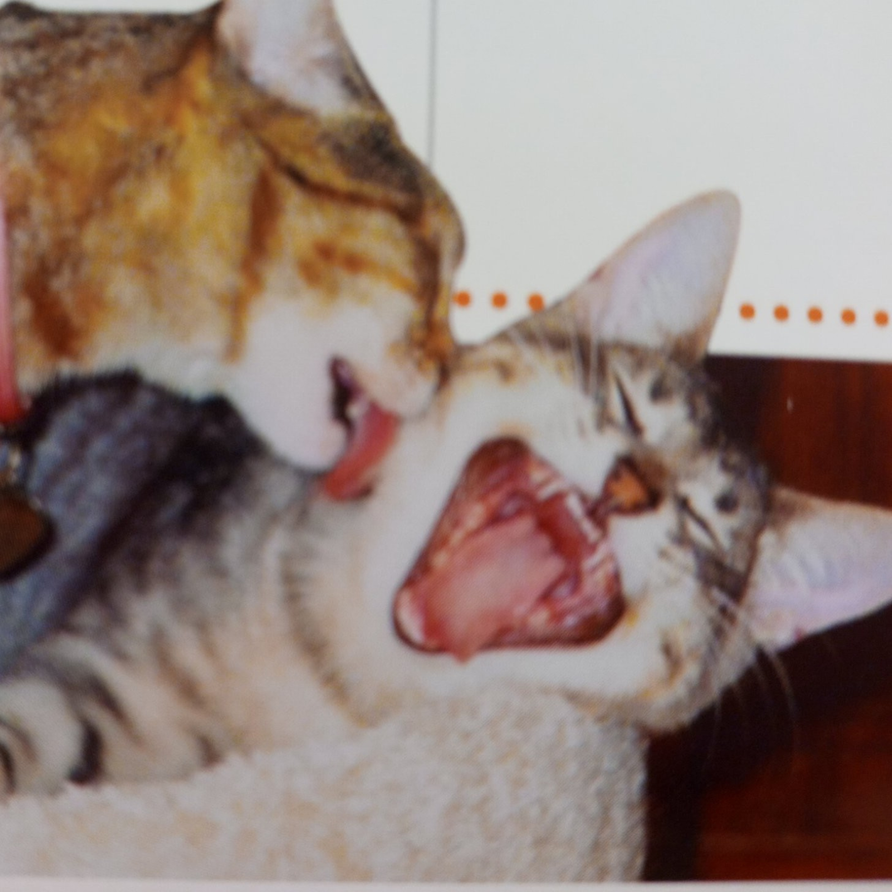 3rd The Little Kitties Loves The Meow! Meow! Sweet Couple Song  episode artwork