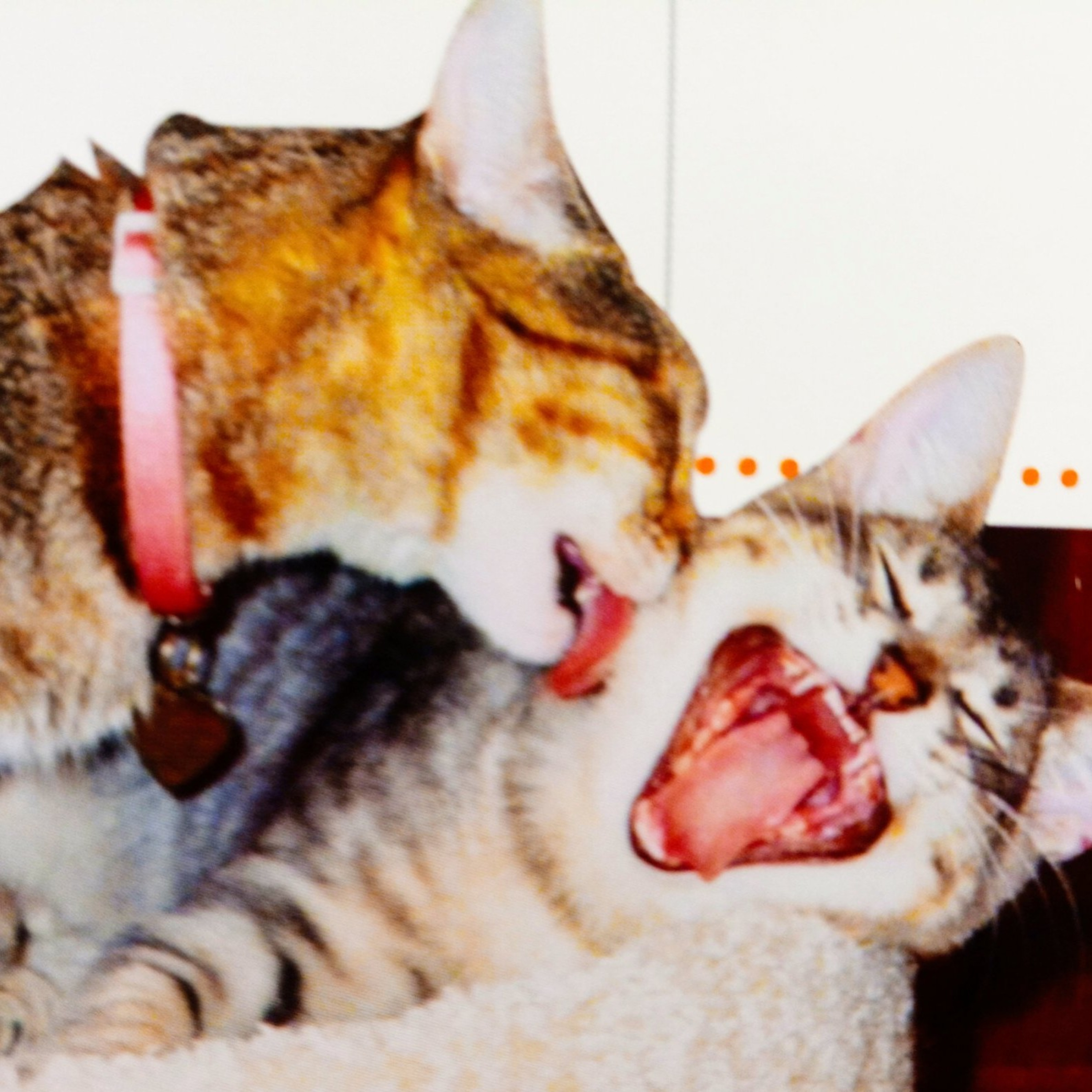  4th The Little Kitties Loves The Meow Meow Sweet Couple Song.  episode artwork