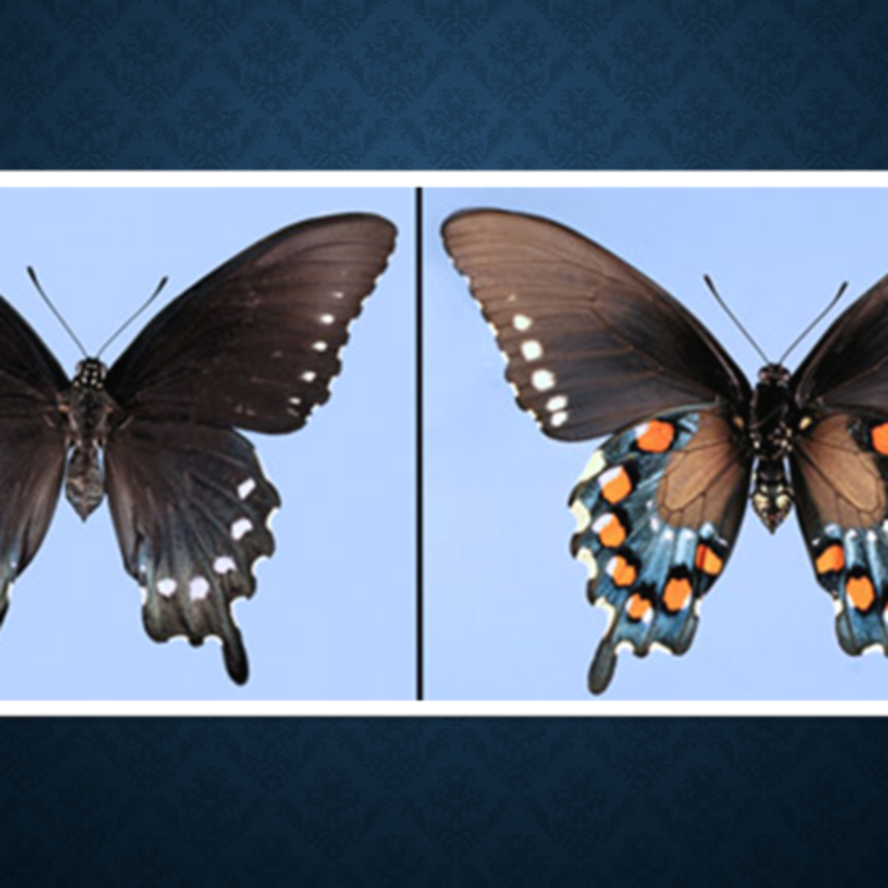  A Game of Jeopardy: Moth vs Butterflies - Mr. Piombino at EPA episode artwork