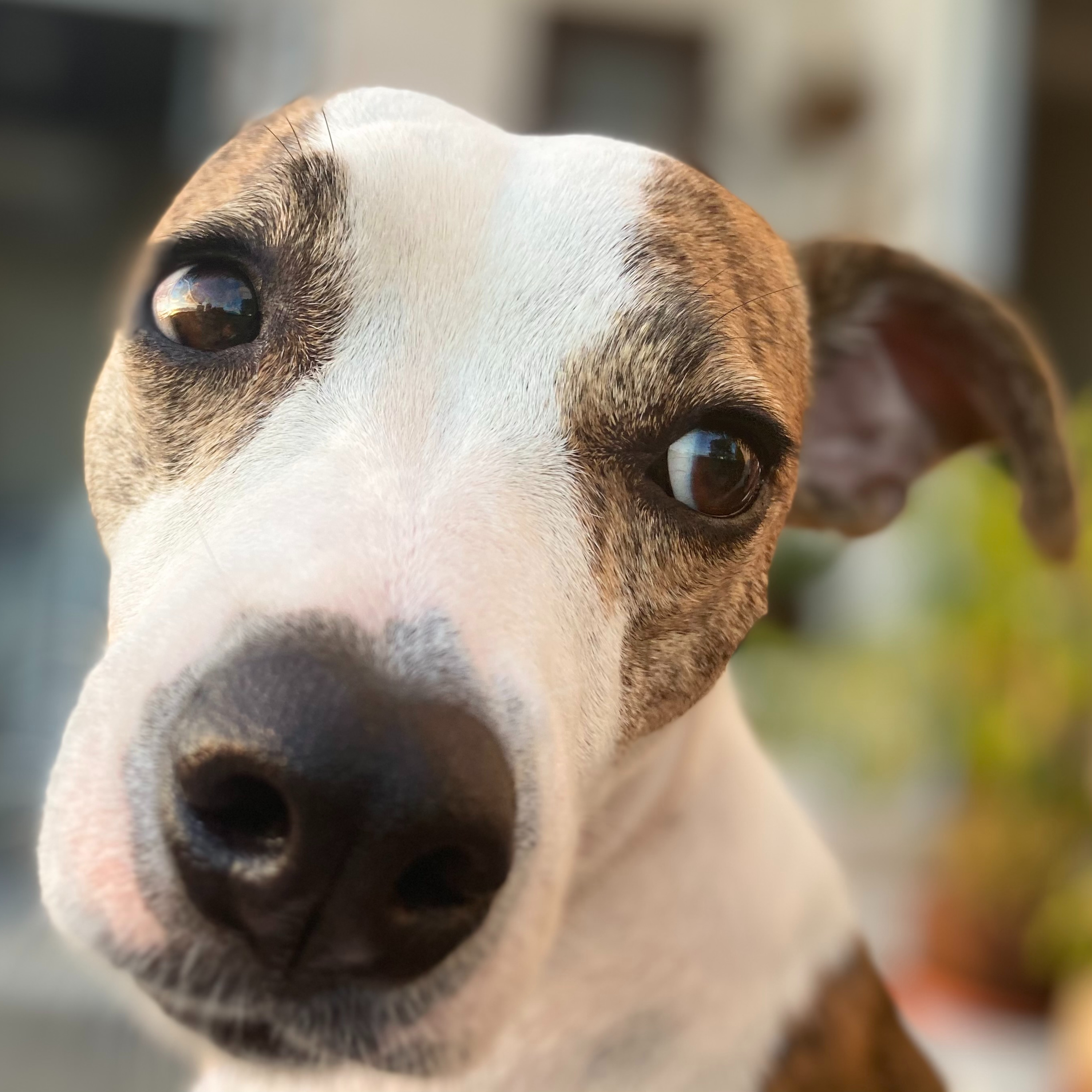 Why A Dog Chooses Their Favorite Person Isn’t As Simple As We Thought episode artwork