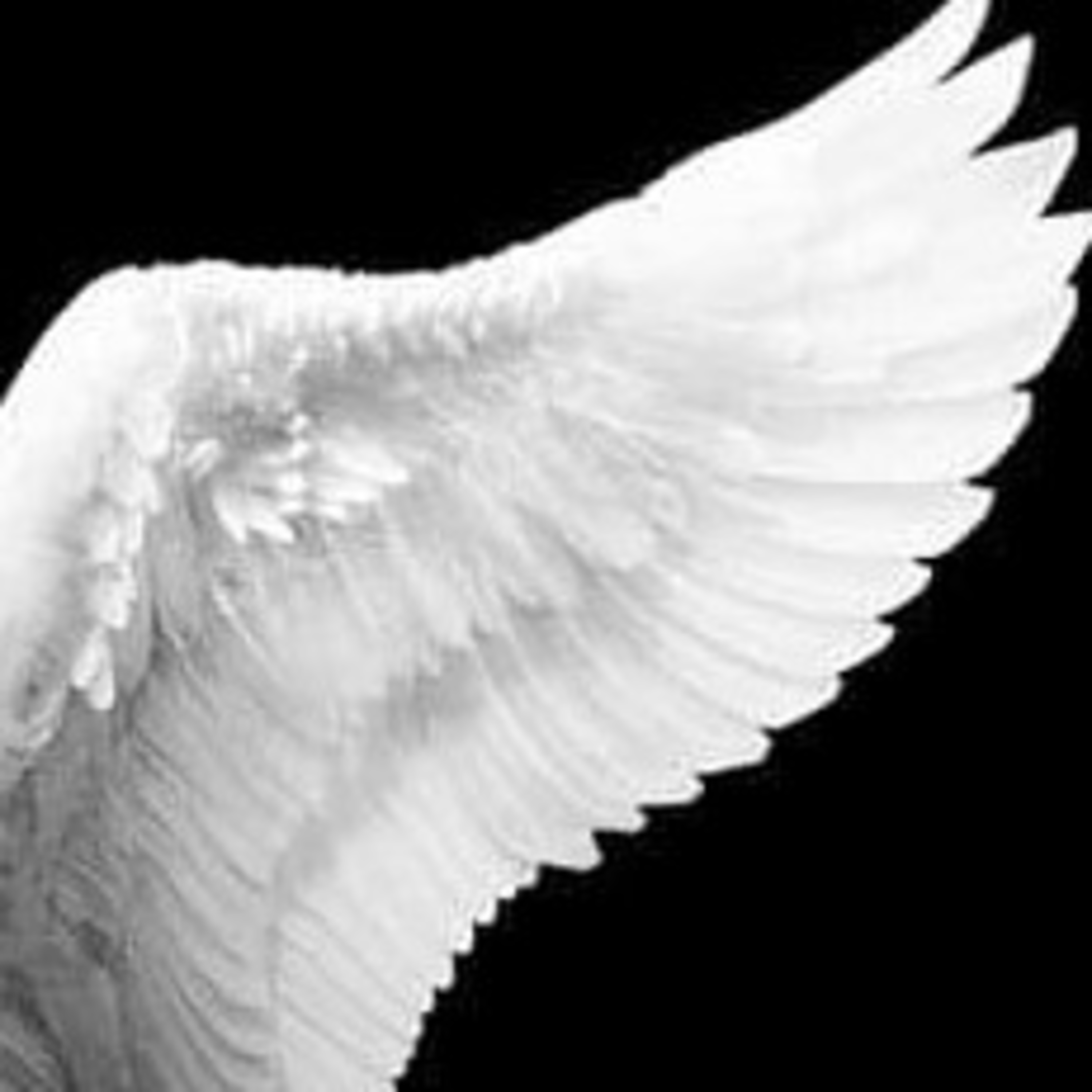 Alas invisibles Recarga2