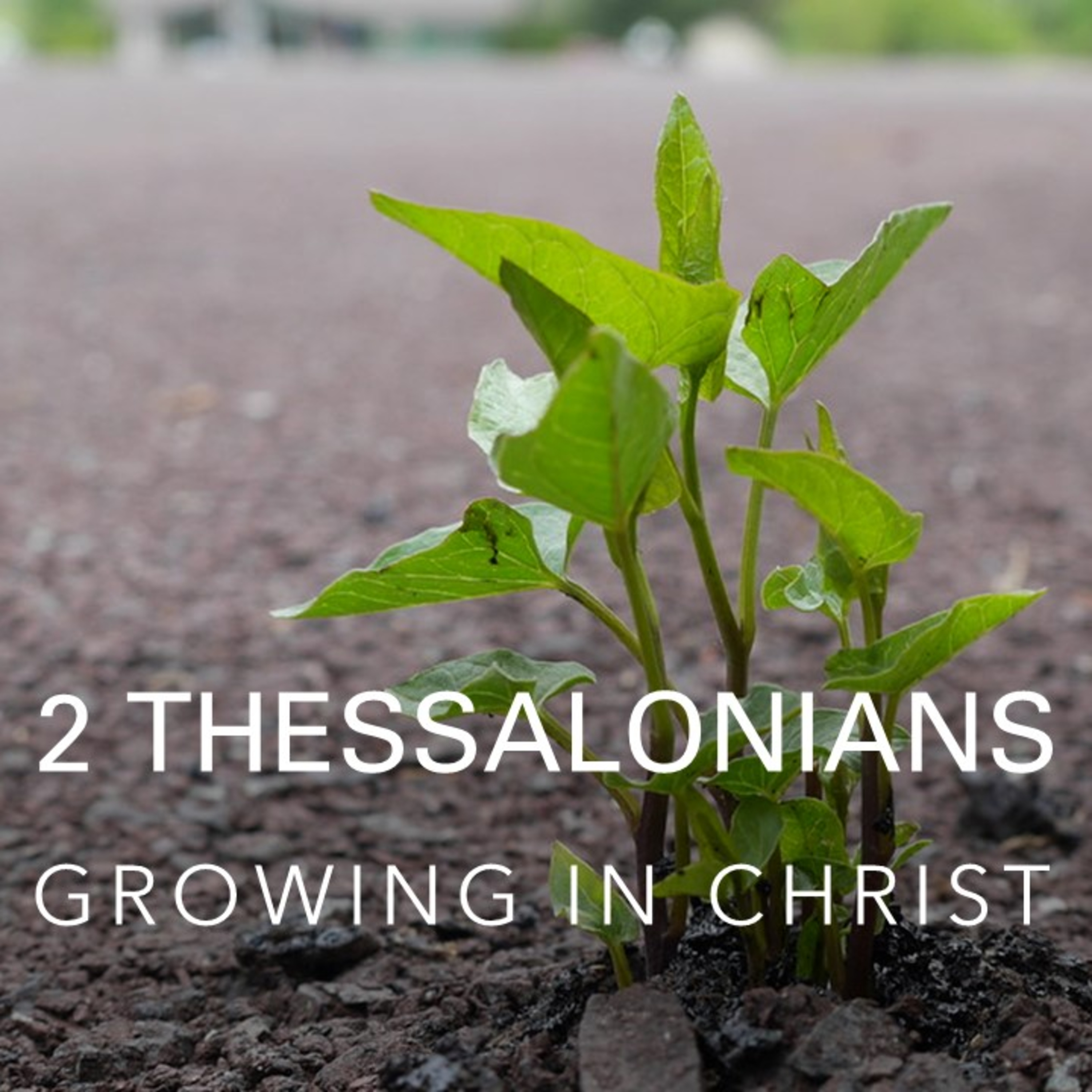 Growing in Courage - 2 Thessalonians 2: 13-17 episode artwork