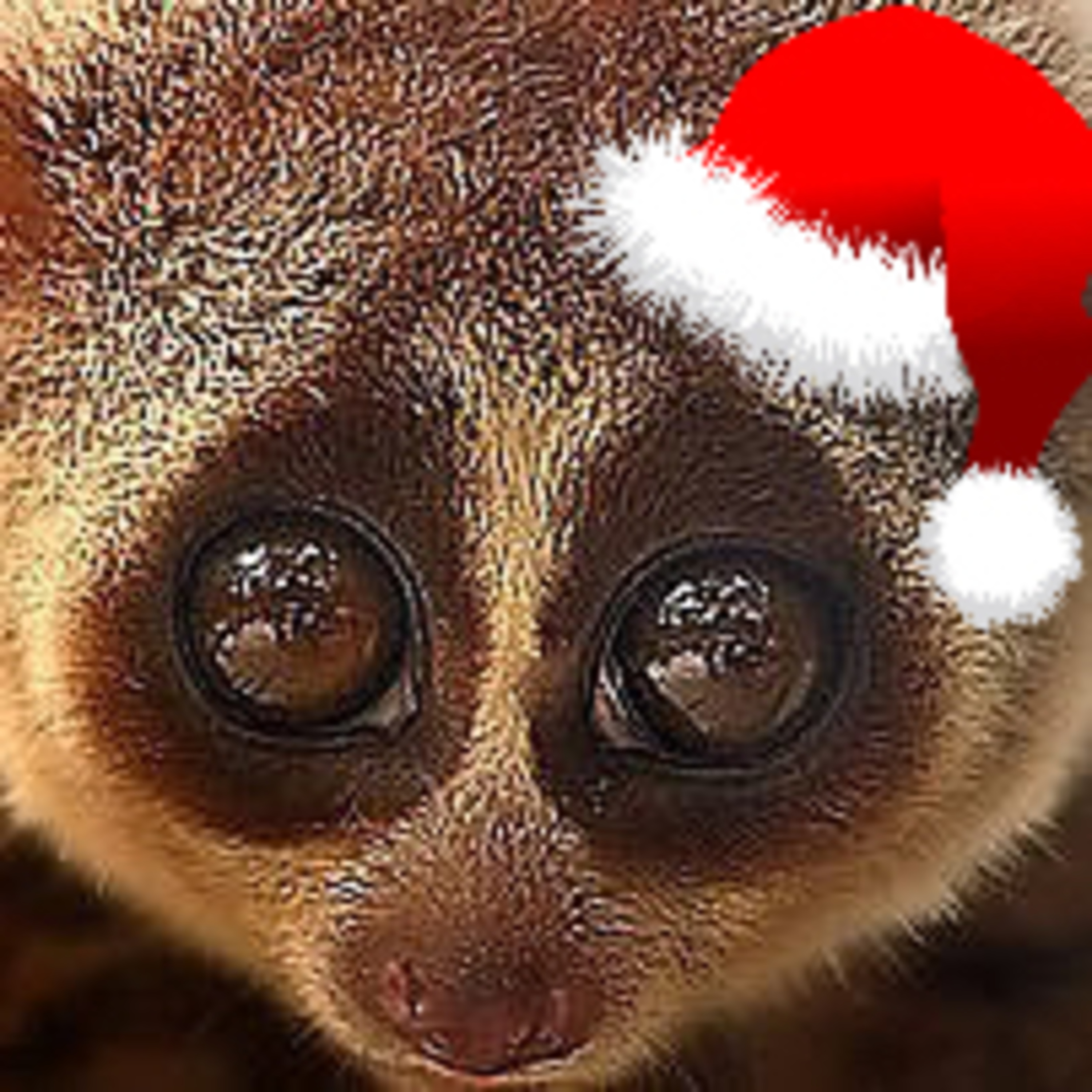 Ep 43: The Christmas Howler Monkey Episode episode artwork
