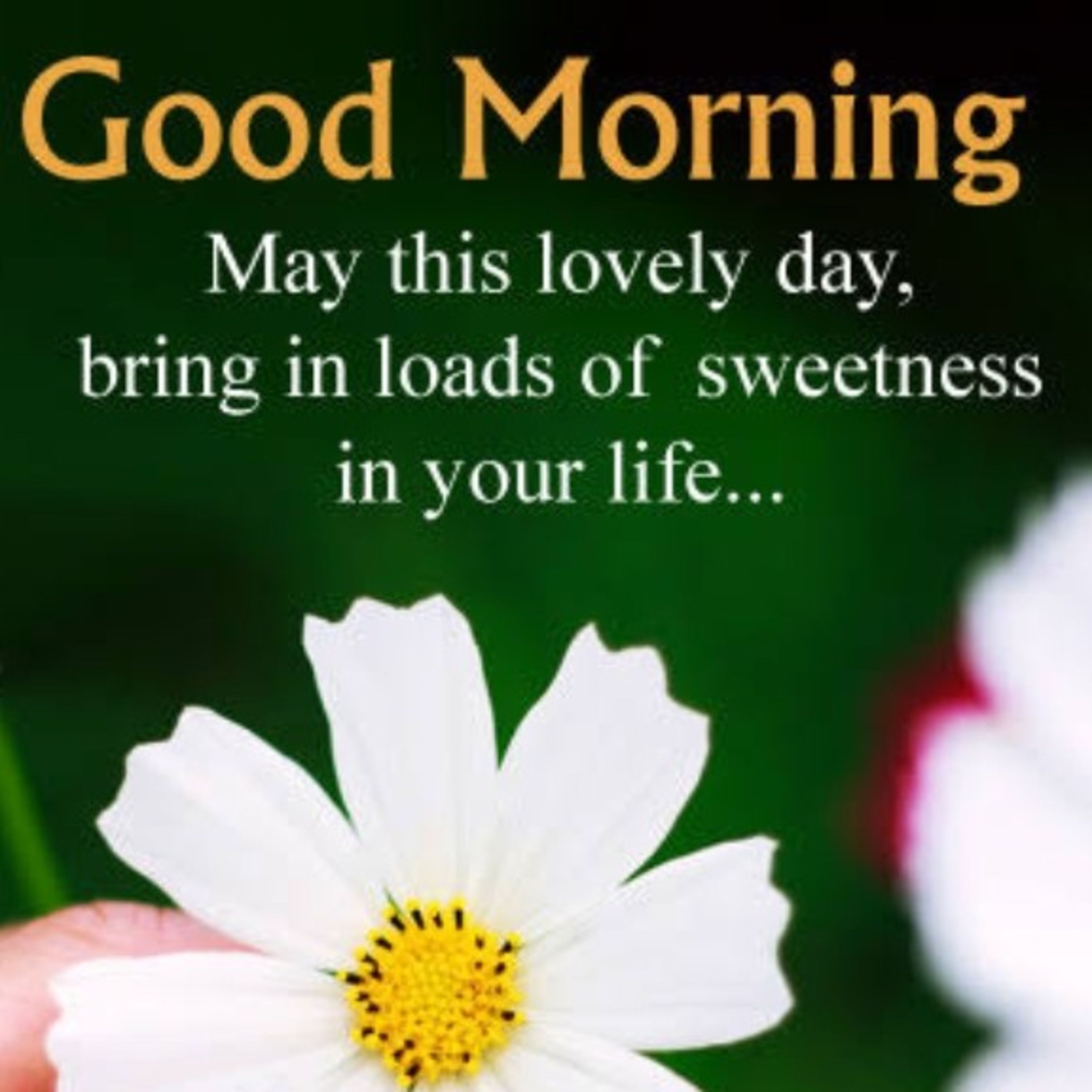 🌅☀️Motivational and inspirational stories with morals with smart quotes and motivational thoughts🌅