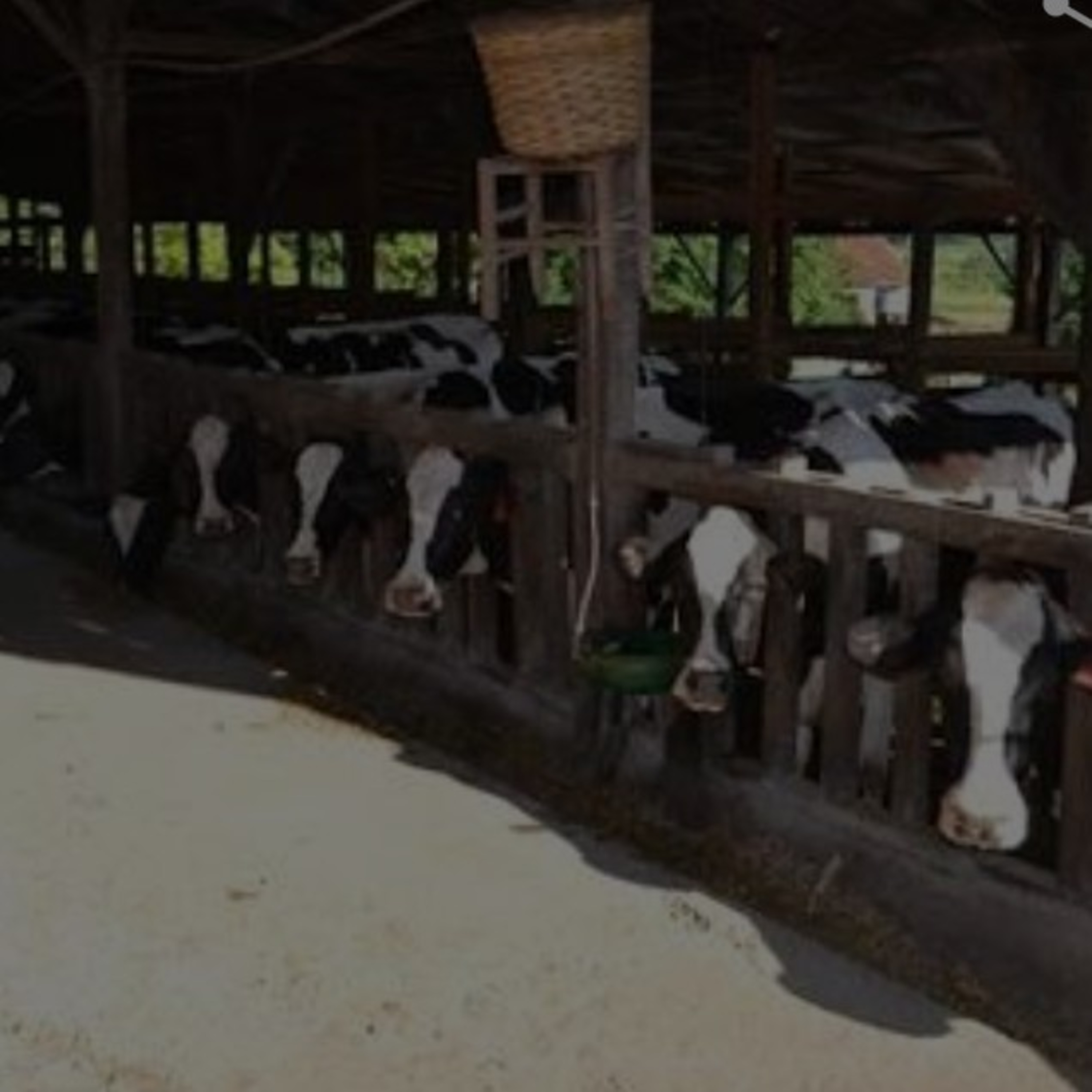 Cabanha Sauer/Empresa de vaca de leite
