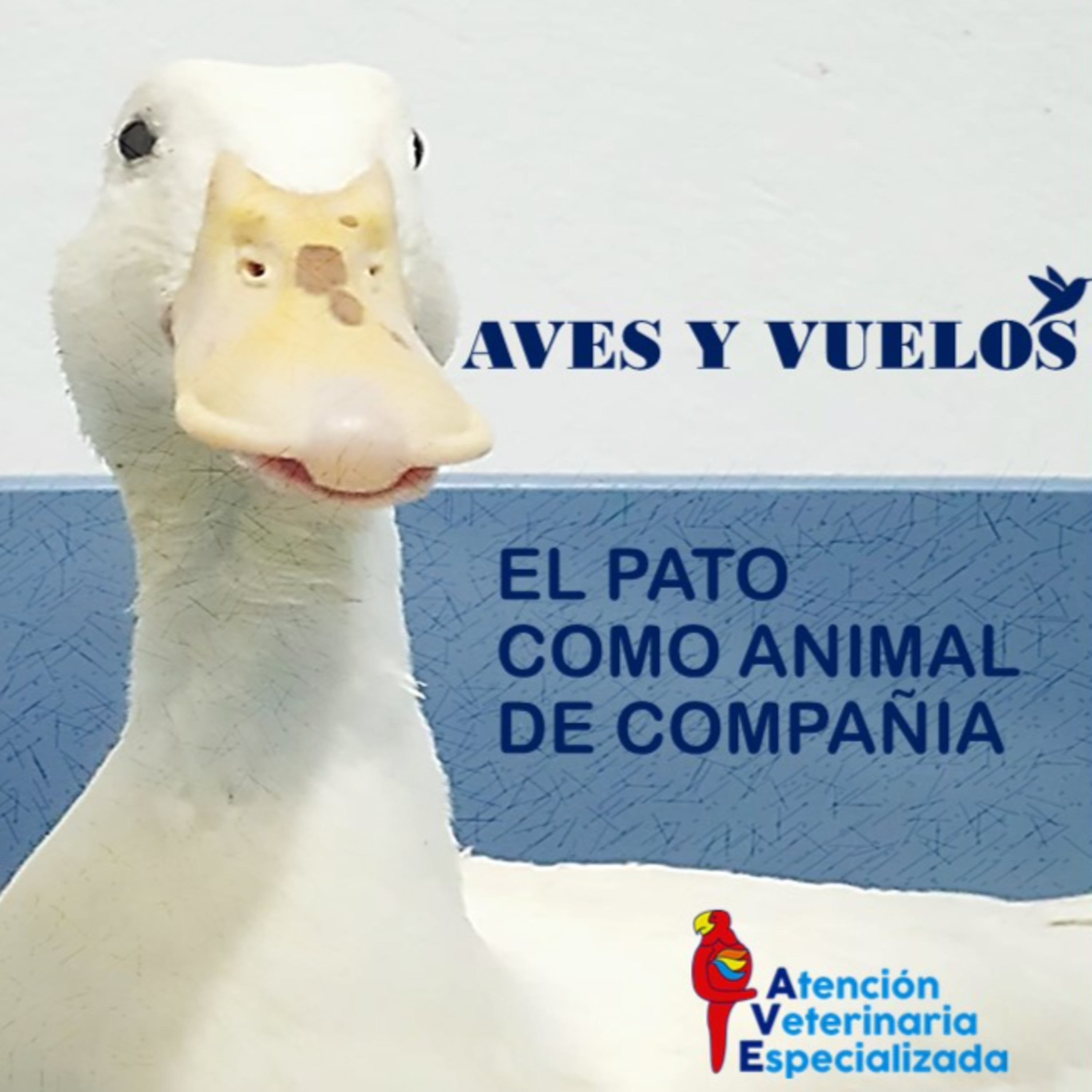 AVES Y VUELOS