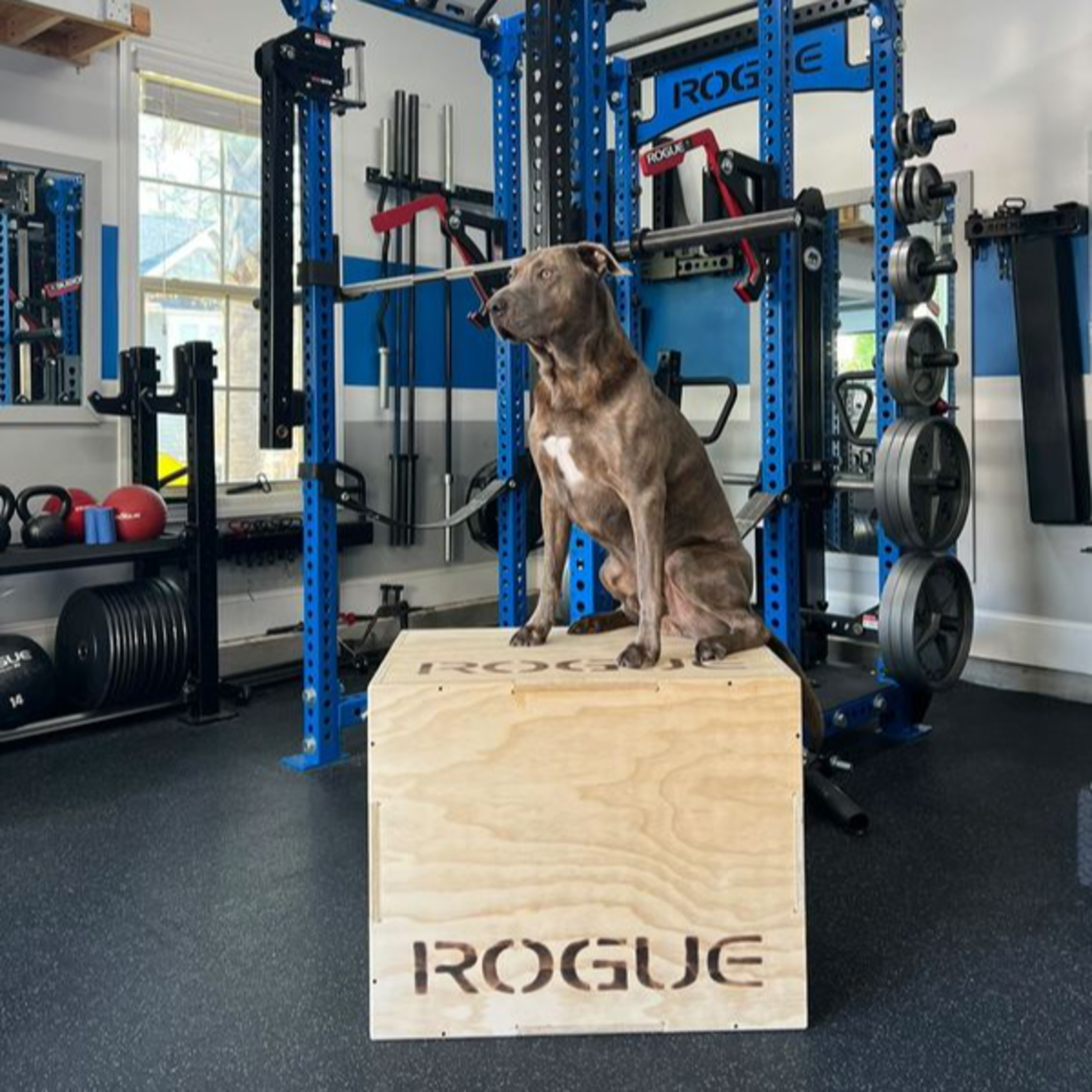 A Home Gym Hangout - The Rogue FT-1 Functional Trainer Story and More with Nick Gills episode artwork