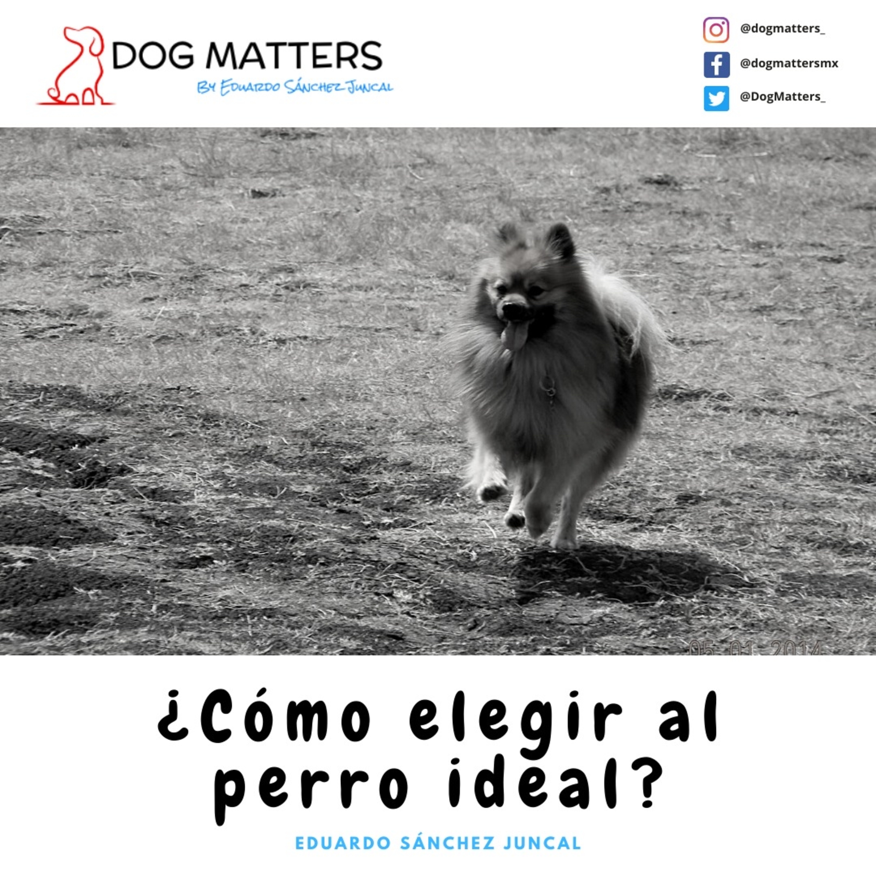 Como elegir al perro ideal episode artwork