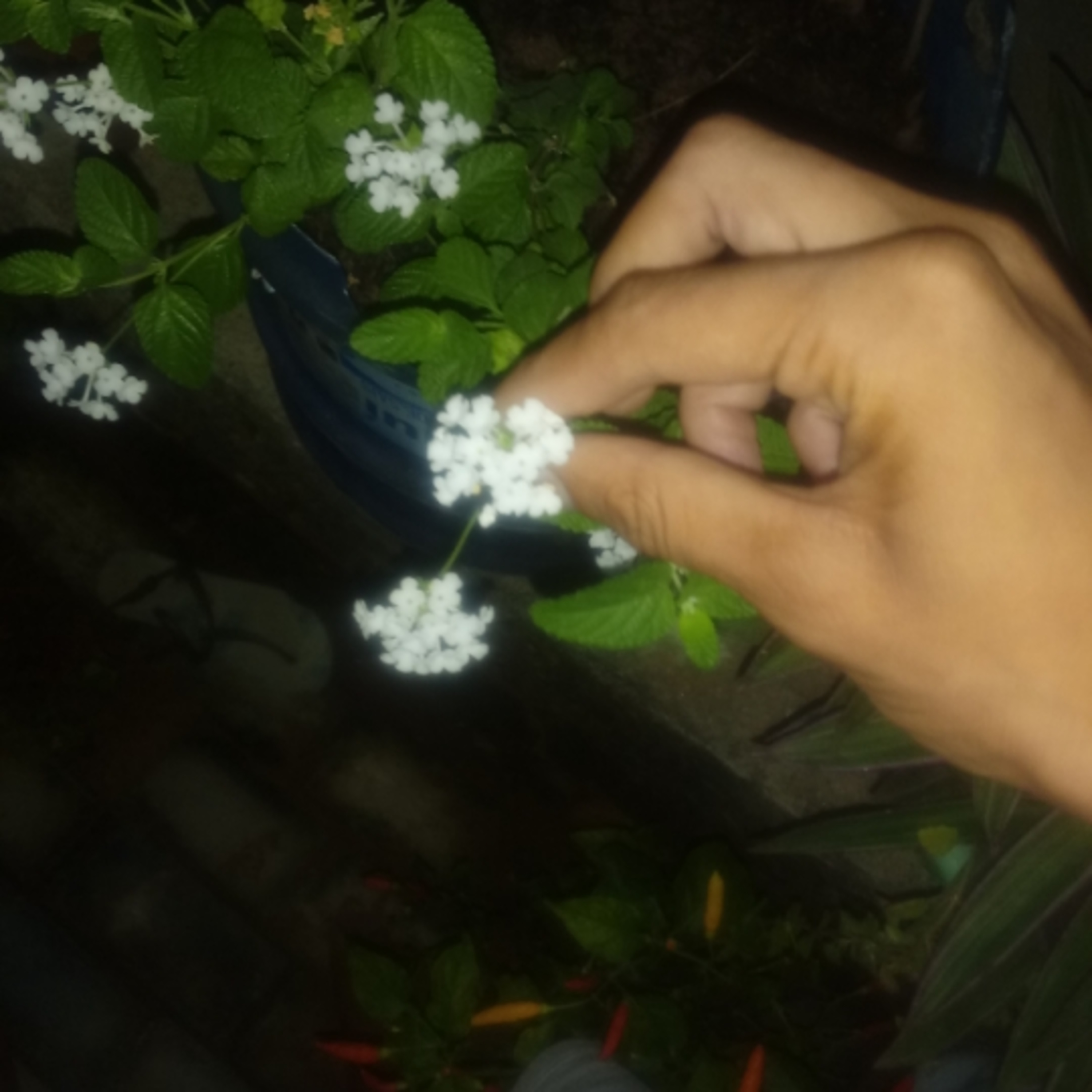 Caminhada aqui caminhando aqui uma flor registrado no coração com várias pétalas de amor episode artwork