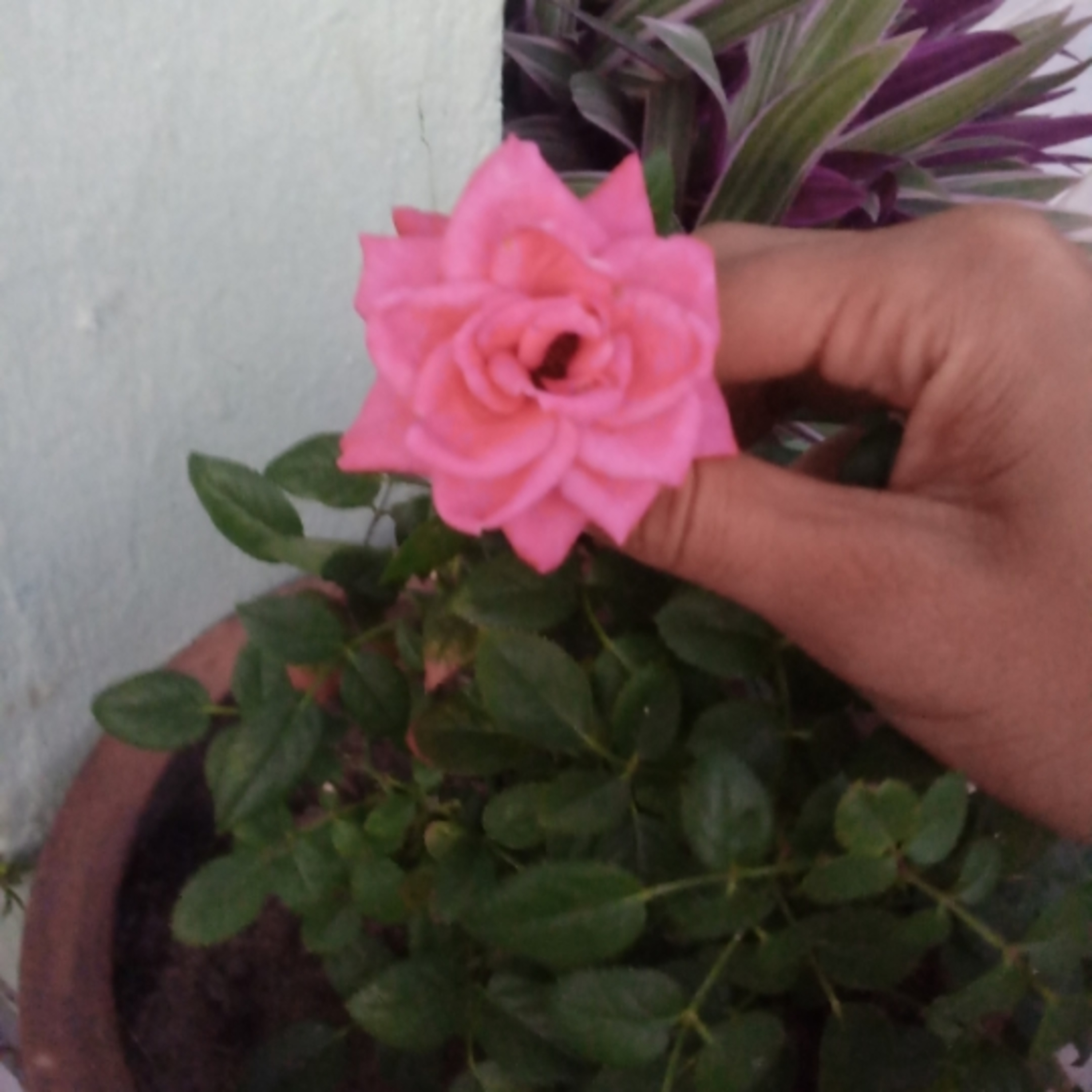  Rosa com néctar de flor.....poeta de luz episode artwork