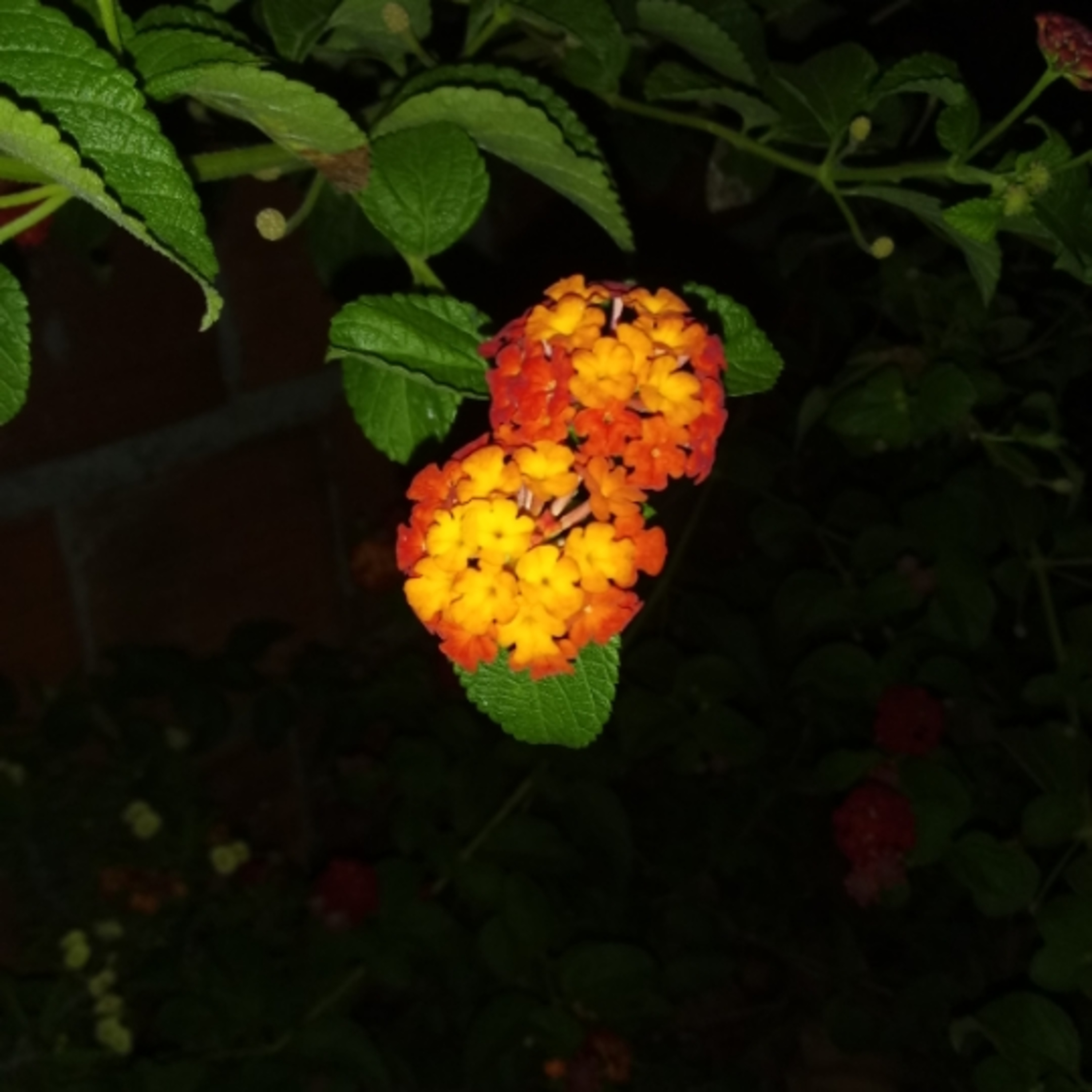 Flor que a borboleta gosta mais mil pétalas ela tem de amor ....poeta de luz episode artwork