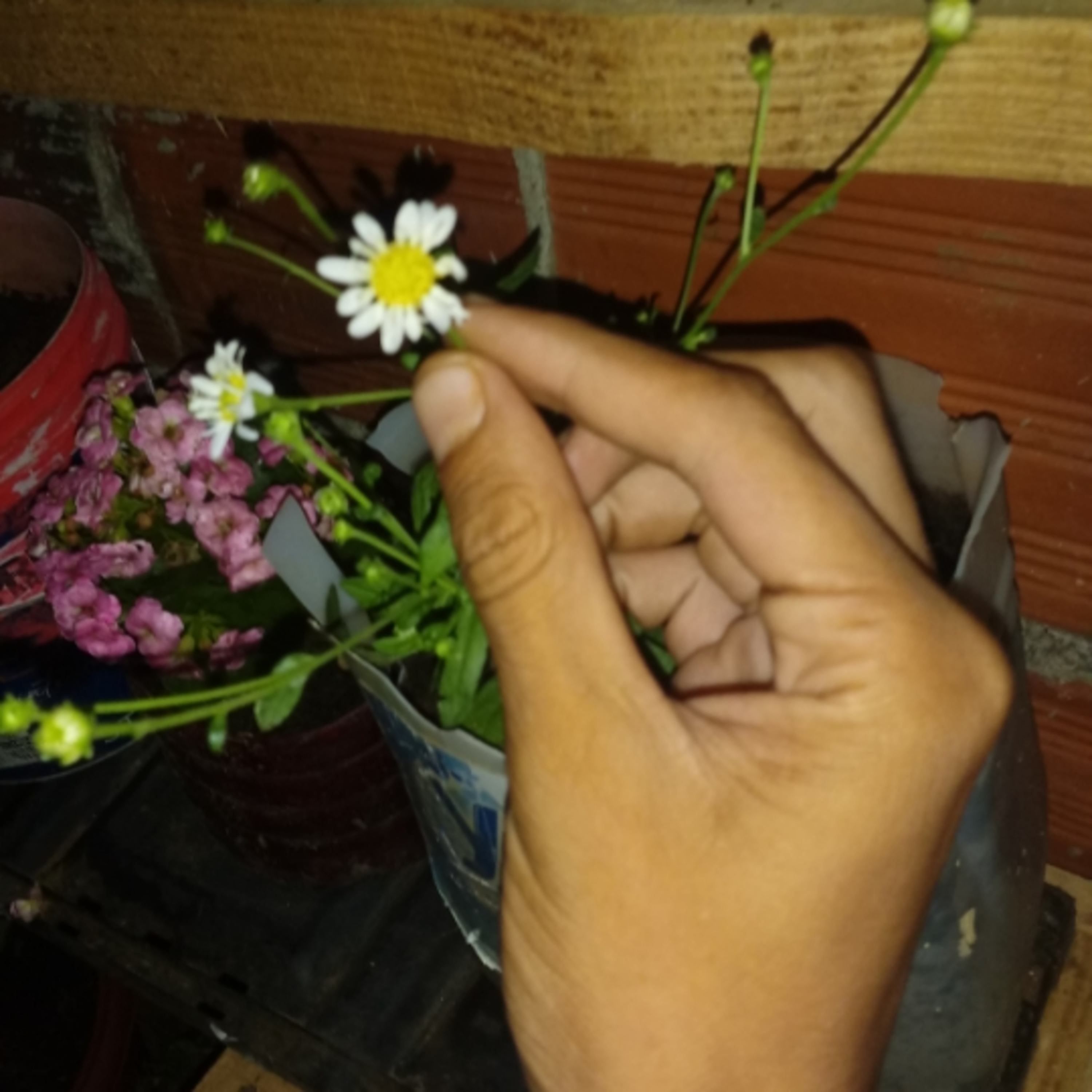 Poeta De Luz