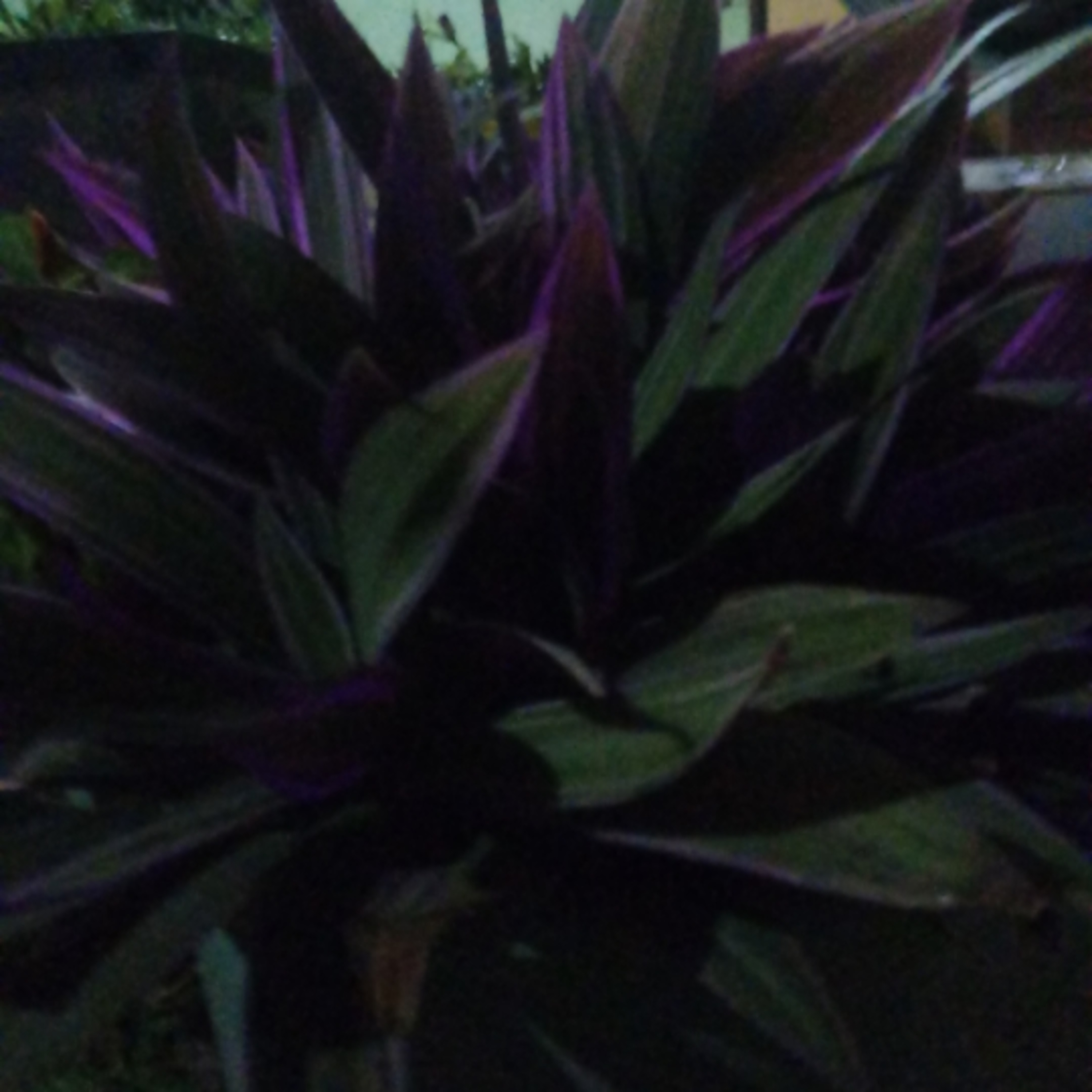 Plantinha cheia de raízes tudo coloridinha episode artwork