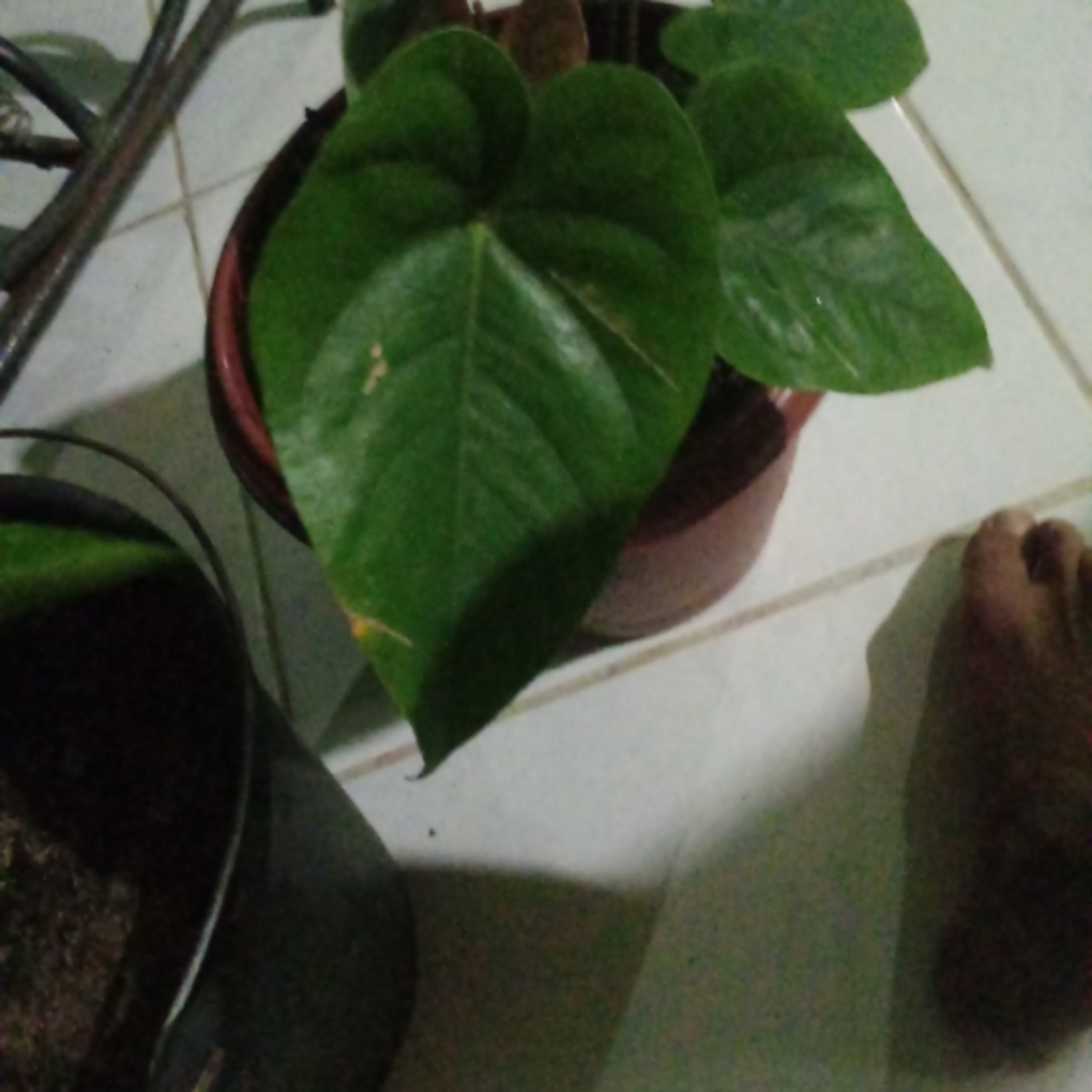 Flor de coração de fé de luz decasa Sementinha plantada no seu coração plantinha...poeta de luz episode artwork