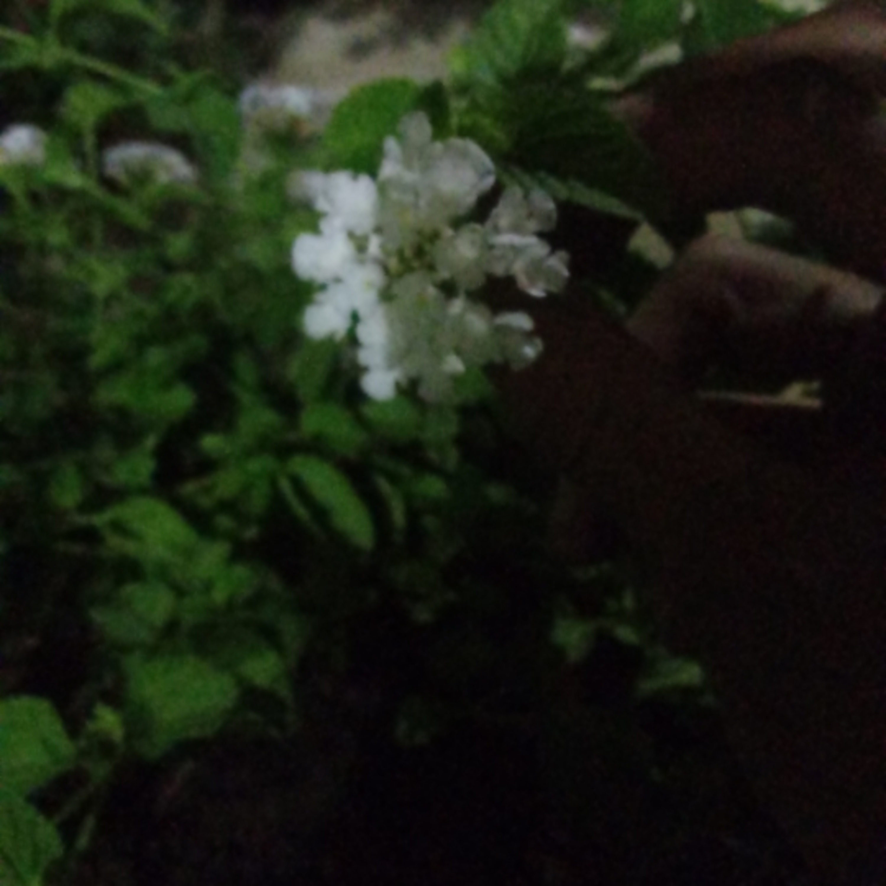 Florzinha de alegria com seu olhar de estrelinha....poeta de luz episode artwork
