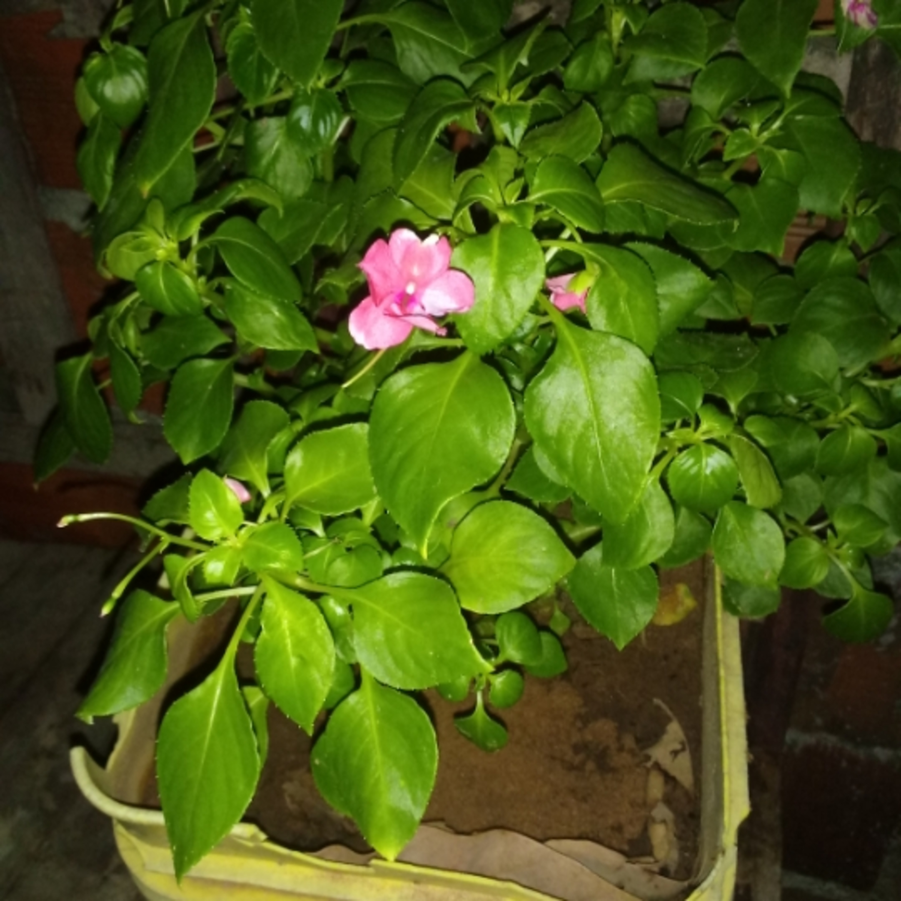 Pedra rosadinha que tem um coração....poeta de luz episode artwork