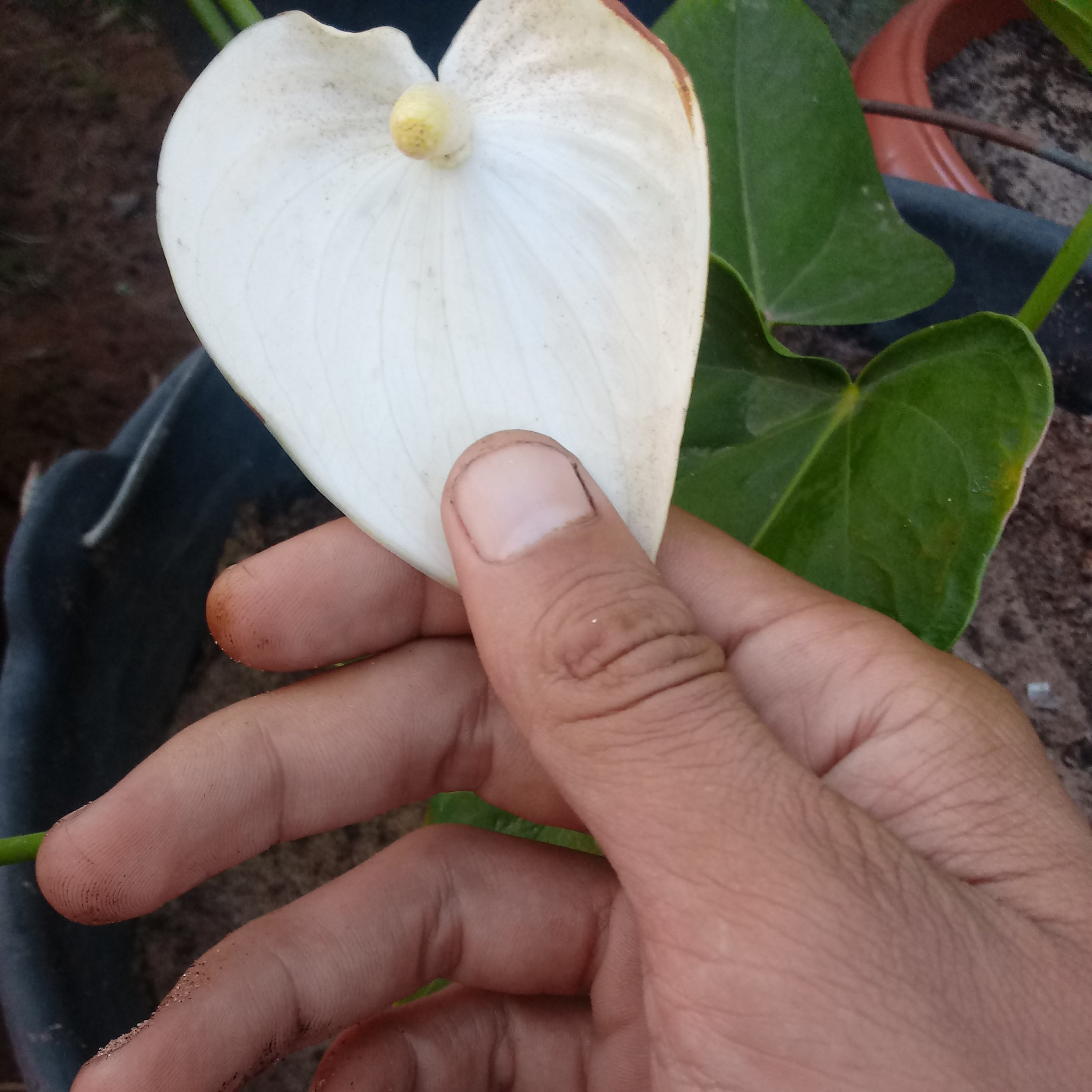 Nome da plantinha flor branquinha decoração...poeta de luz episode artwork