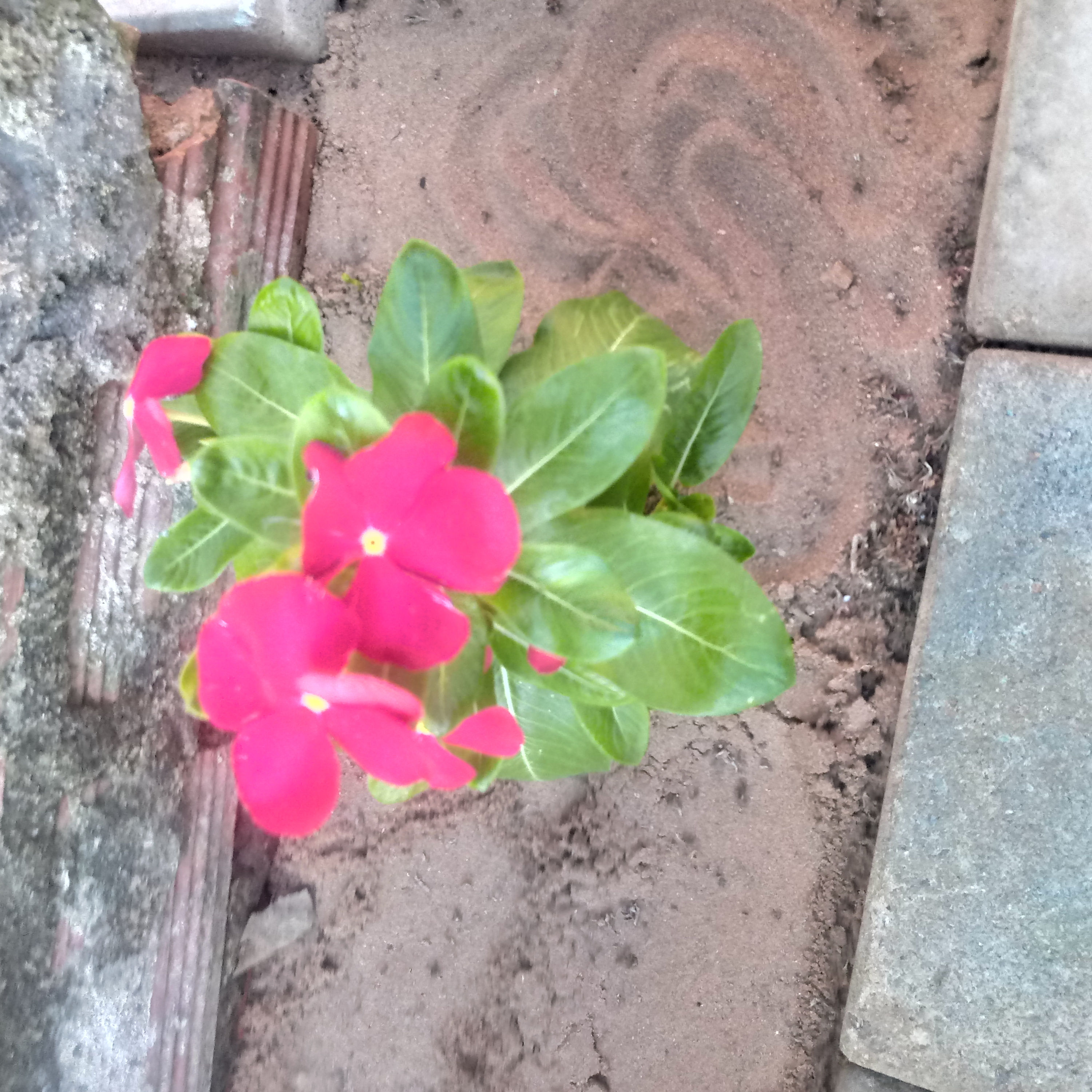 Flor rosa pink rosadinha o seu nome é passarinho que canta pelo dia...poeta de luz episode artwork