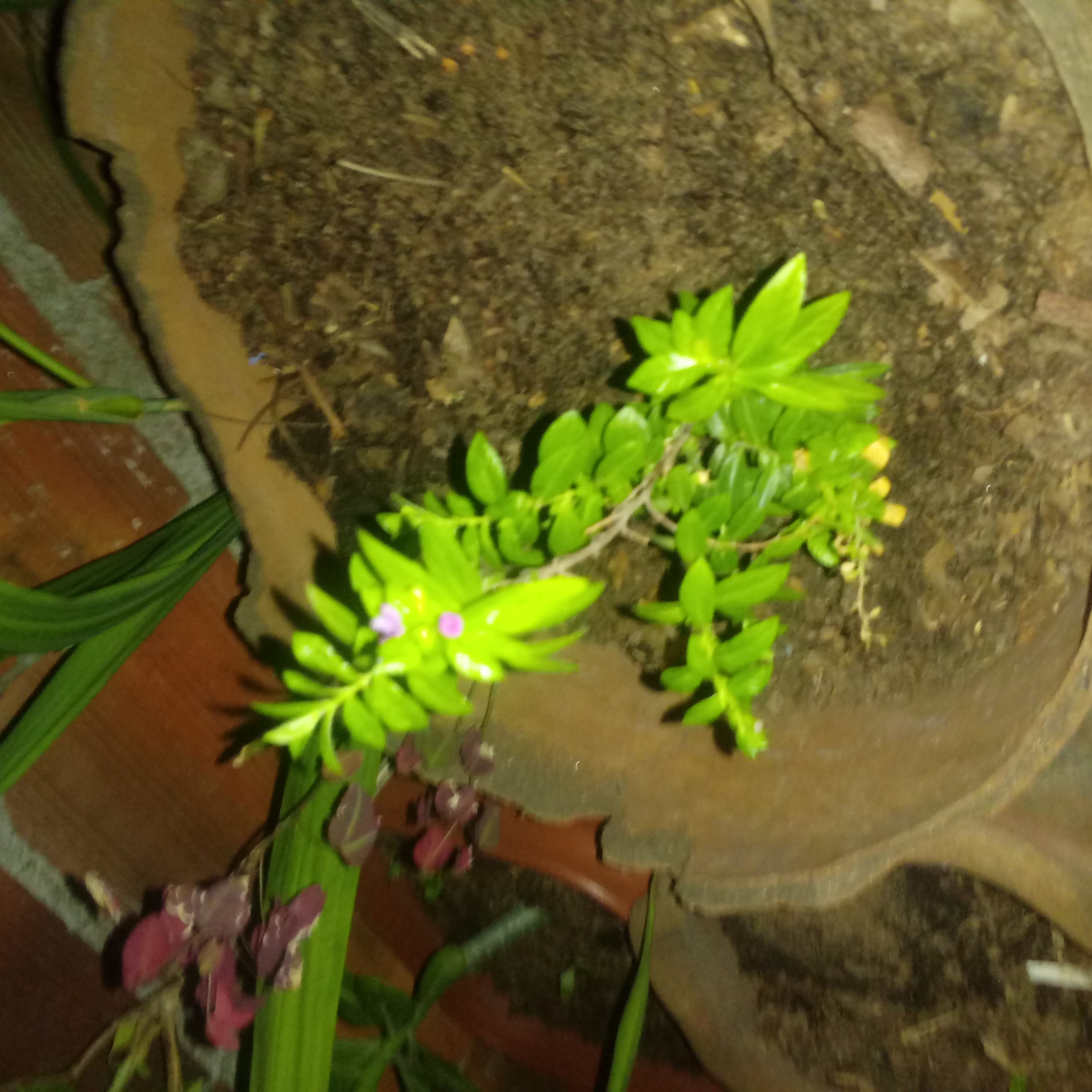 Nome da plantinha em forma de poesia Florzinha de brincadeiras de alegria.poeta de luz