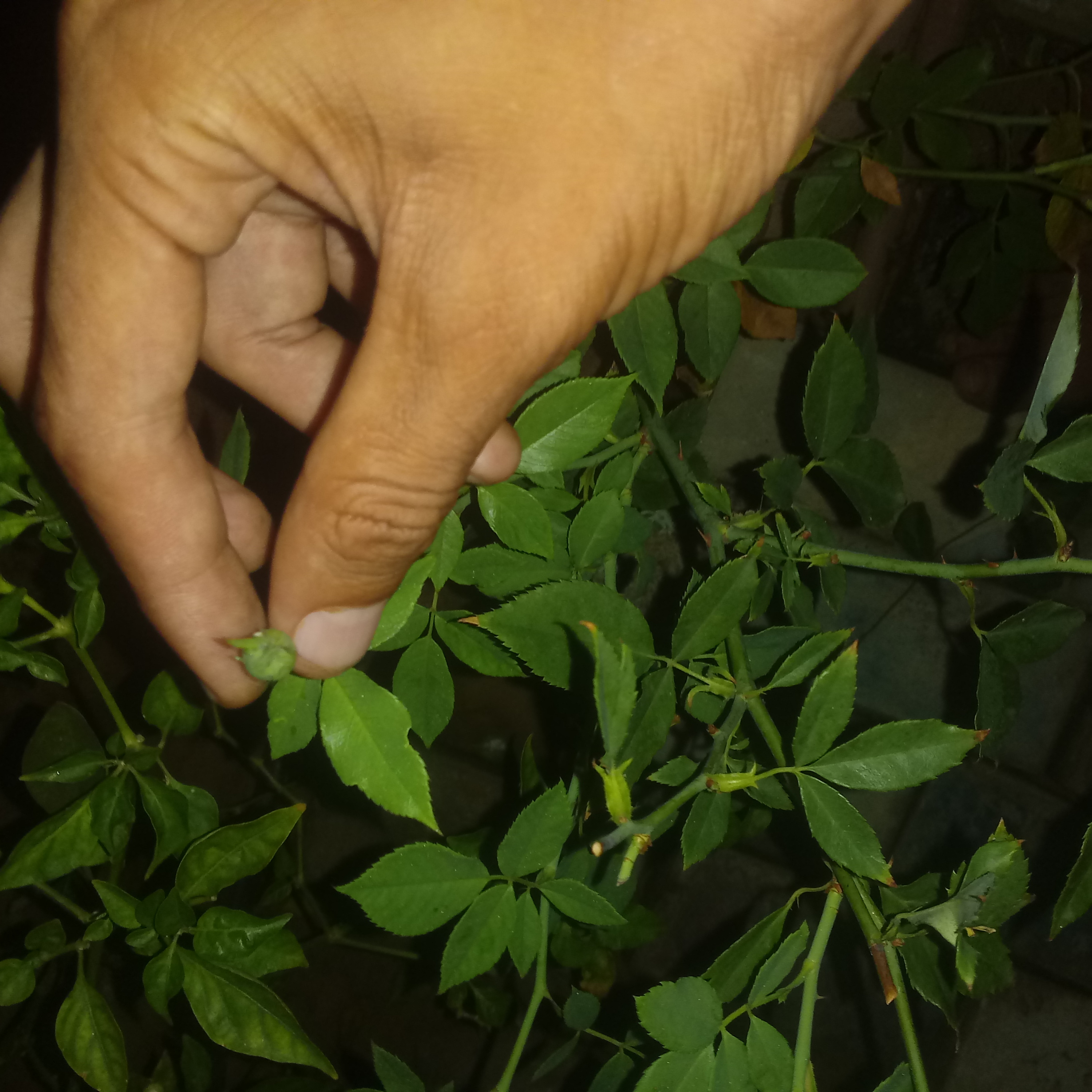 Nome da flor em forma de poesia Rosa de botão...poeta de luz