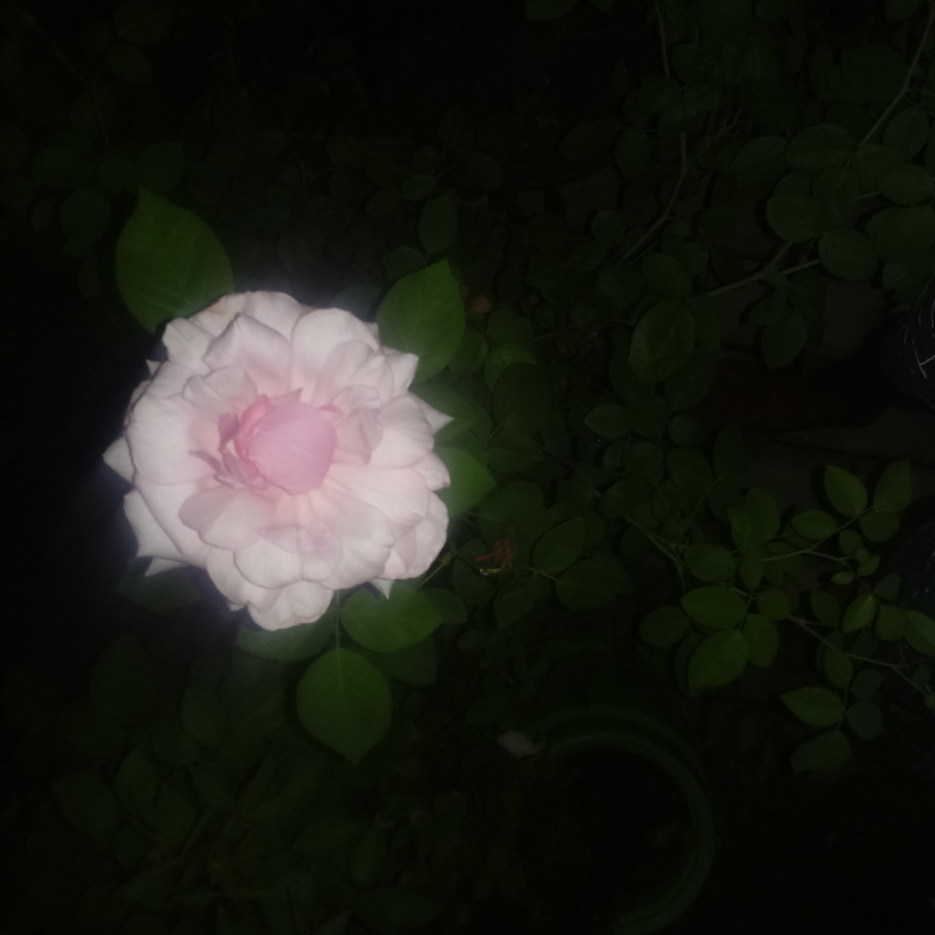 Nome da Roseira em forma de poesia Roseira linda...poeta de luz episode artwork