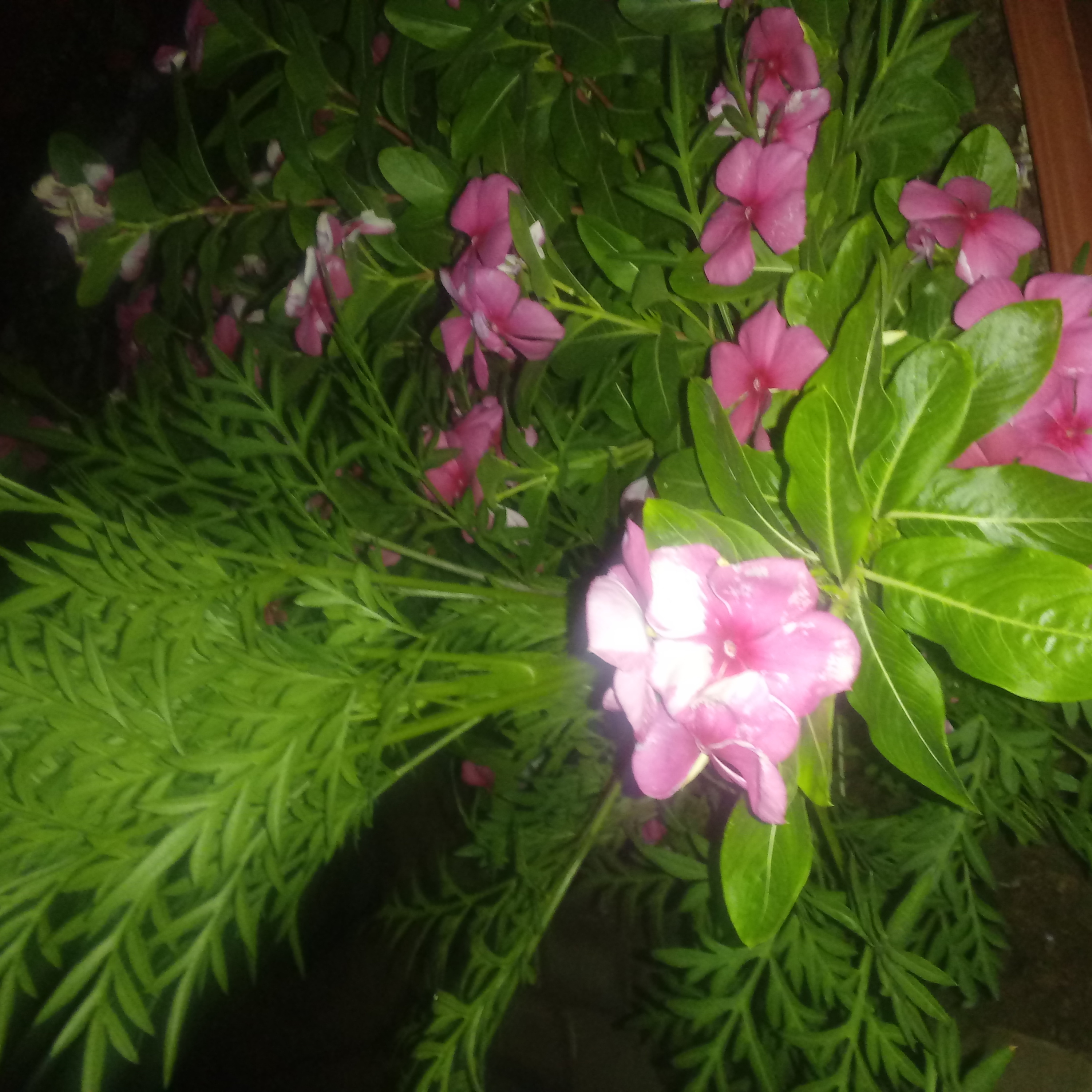 Nome das em poesias plantinhas Flor do Espírito Santo Amaro de Natal que ilumina o dia..poeta de luz episode artwork