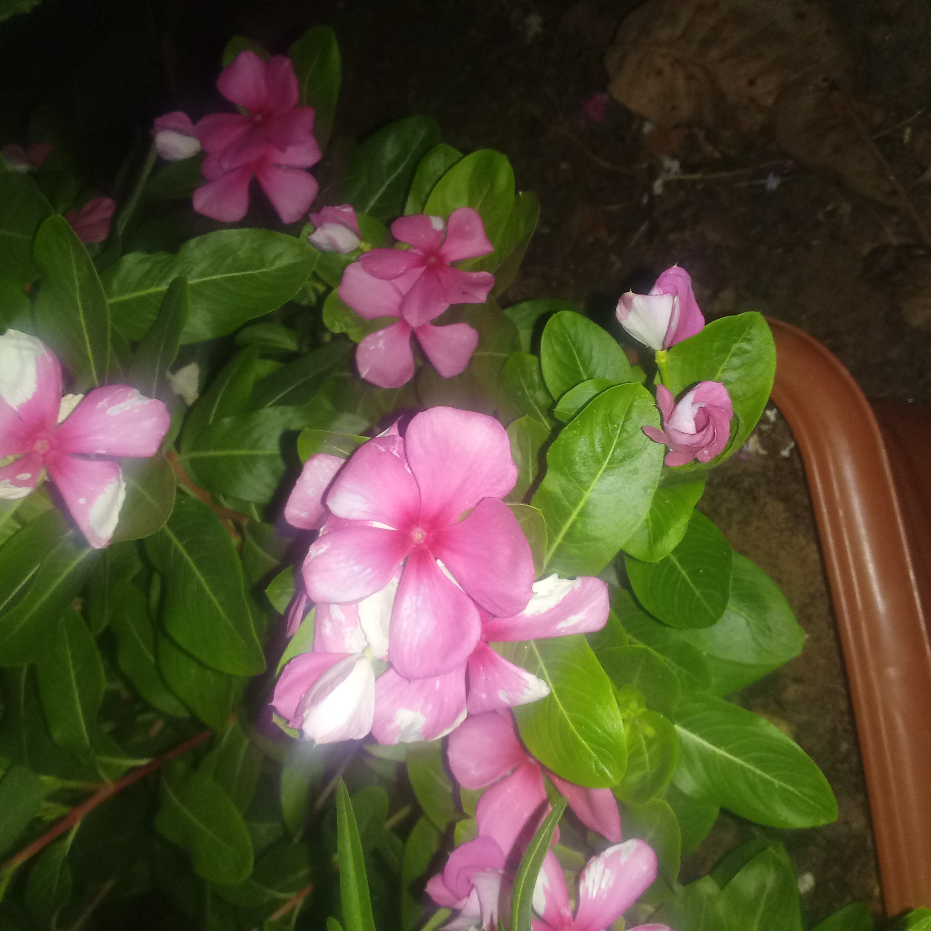 Nome da flor em forma de poesia mil pétalas de amor...poeta de luz episode artwork