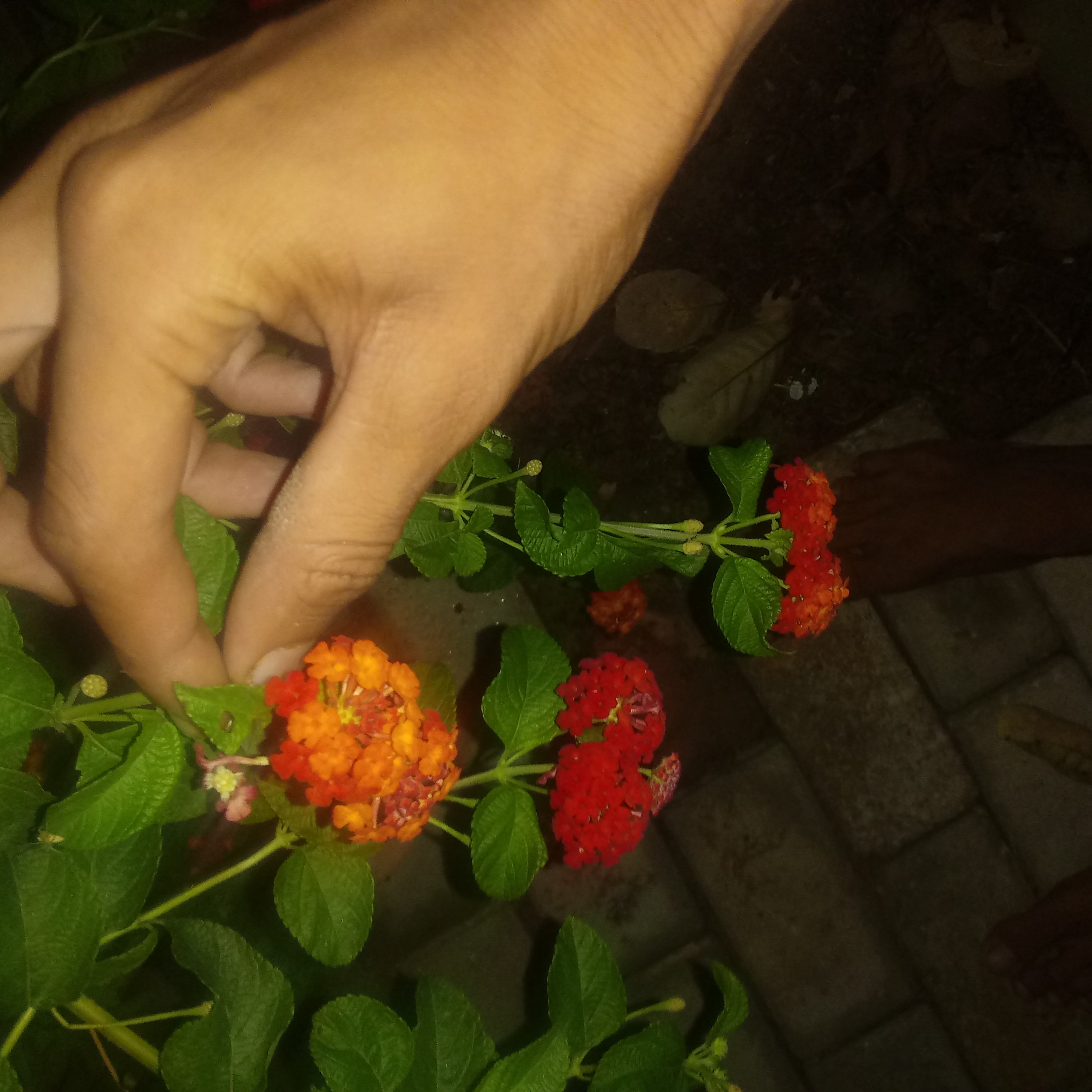 Nome da flor em forma de poesia mil pétalas.... poeta de luz episode artwork