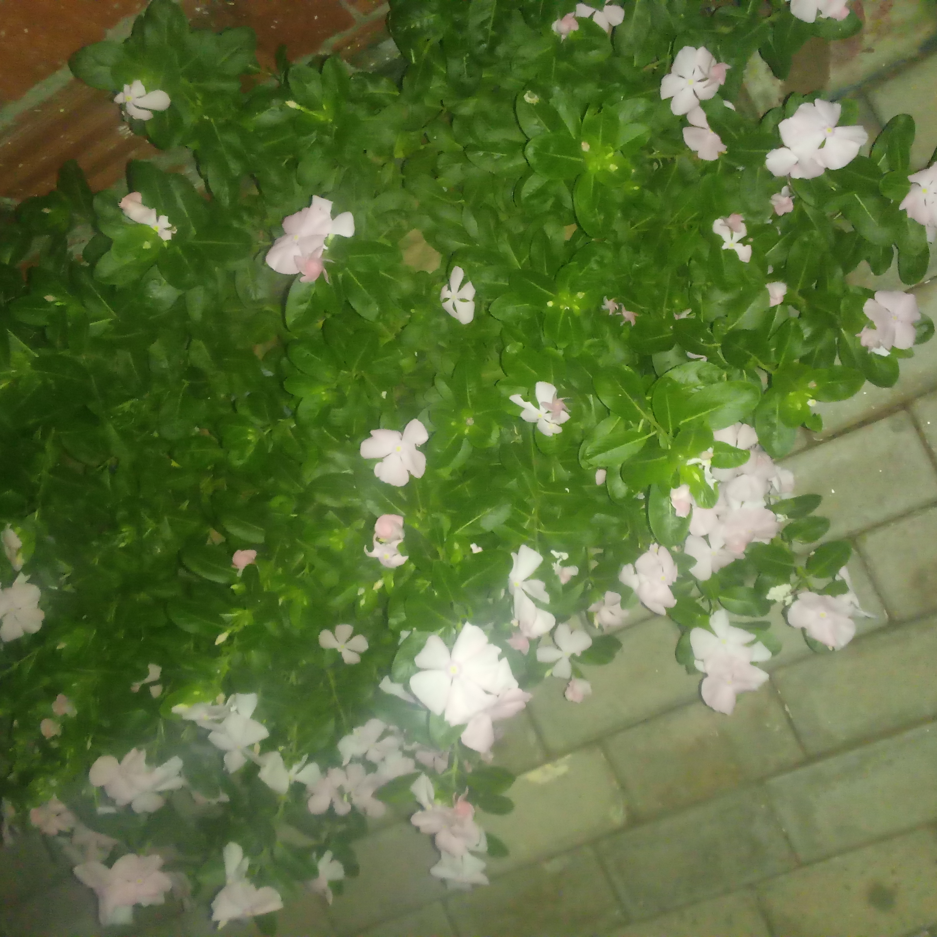 Nome da flor em forma de poesia ...mil petolas a amar...poeta de luz episode artwork