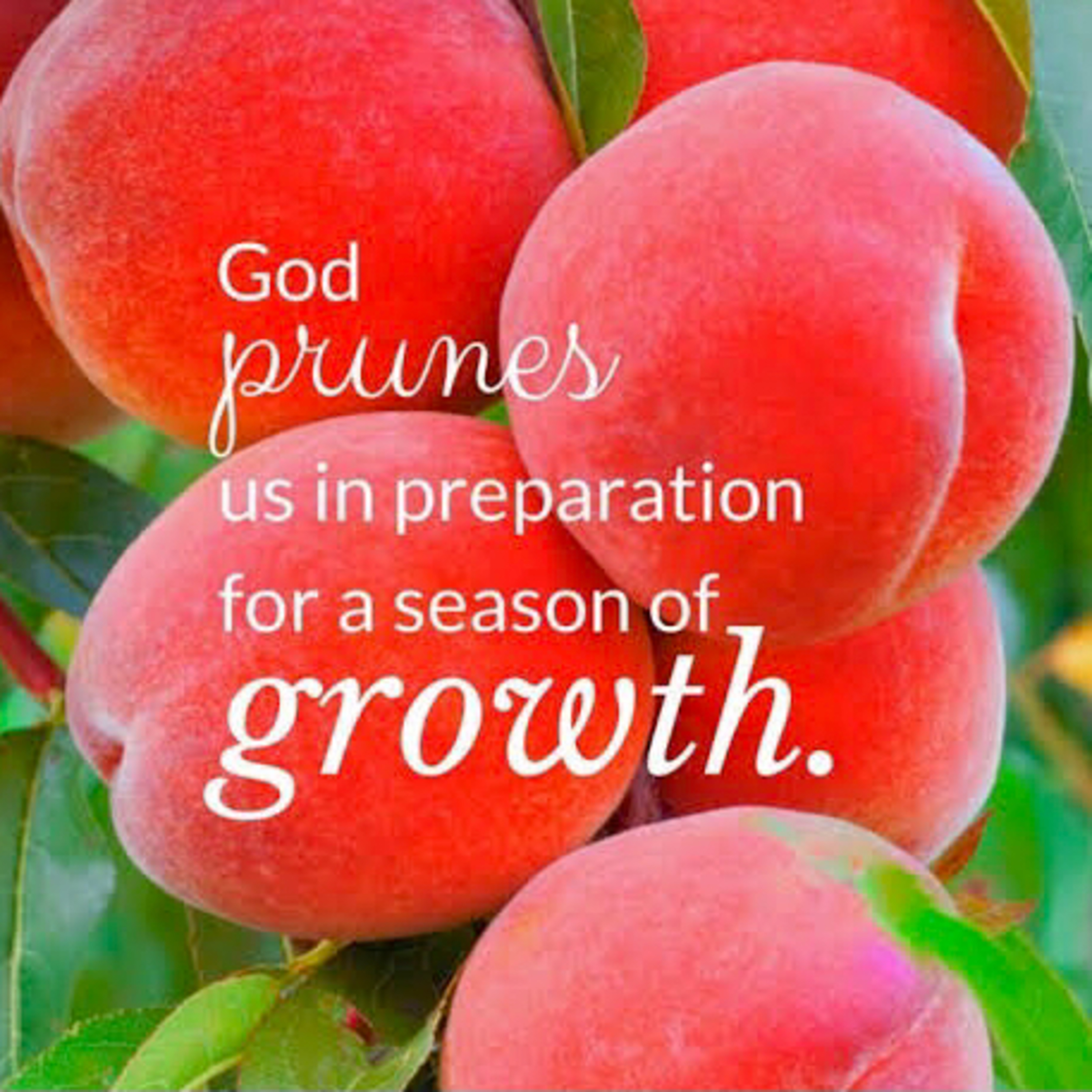 The Pruning process 2 episode artwork