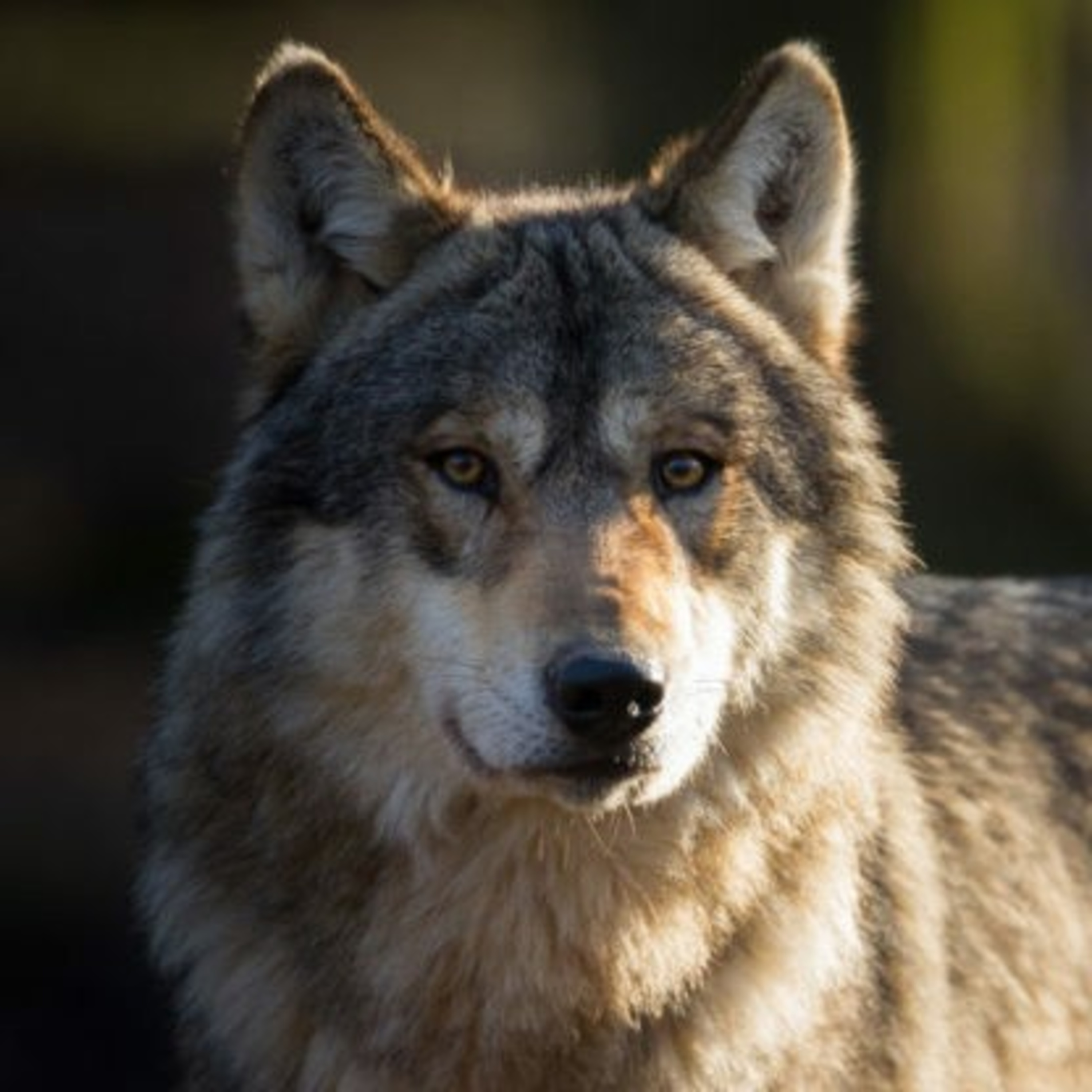 Lobo estepario reaparece en la matrix