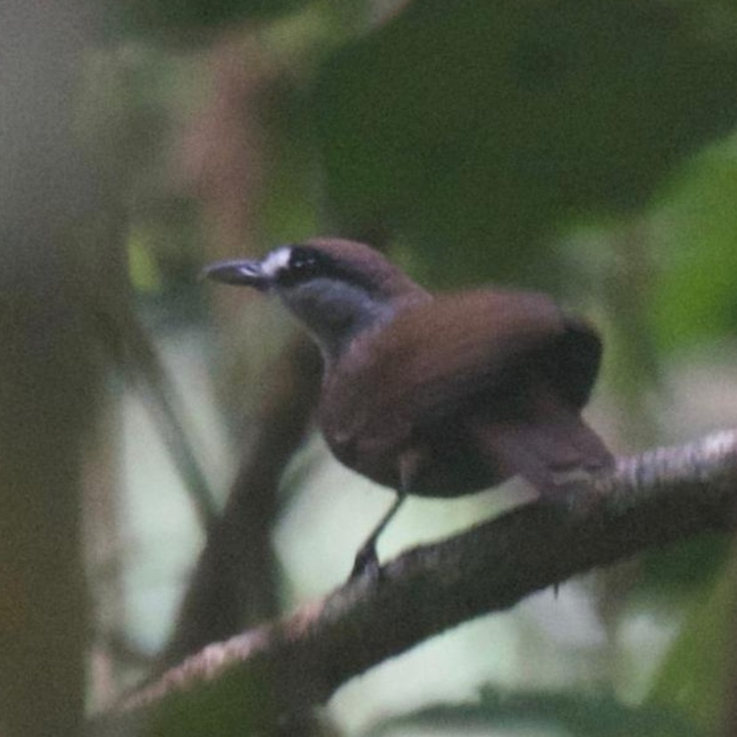 S3E39: Indonesia with Aidan Place. Searching for lost and new species.