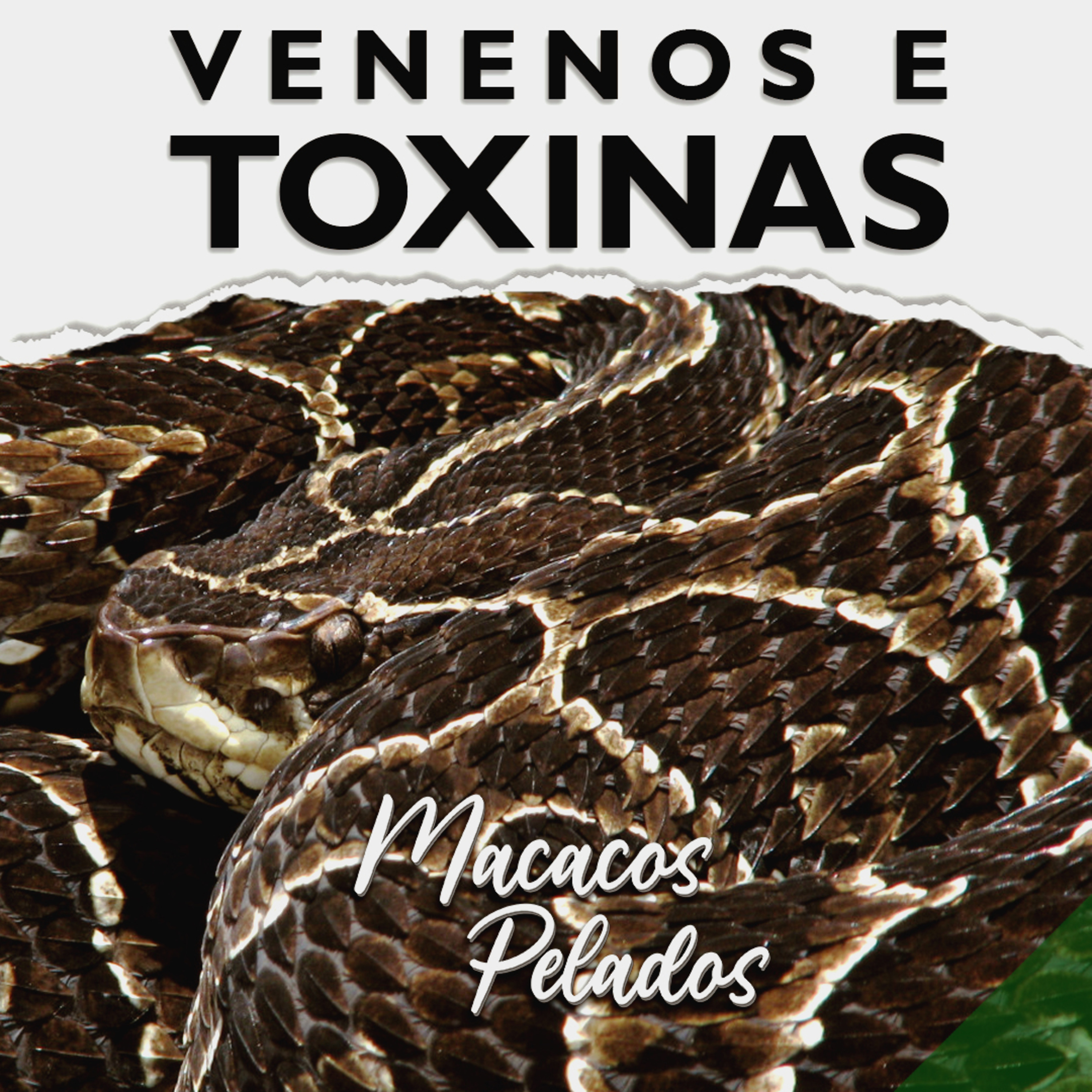 Macacos Pelados