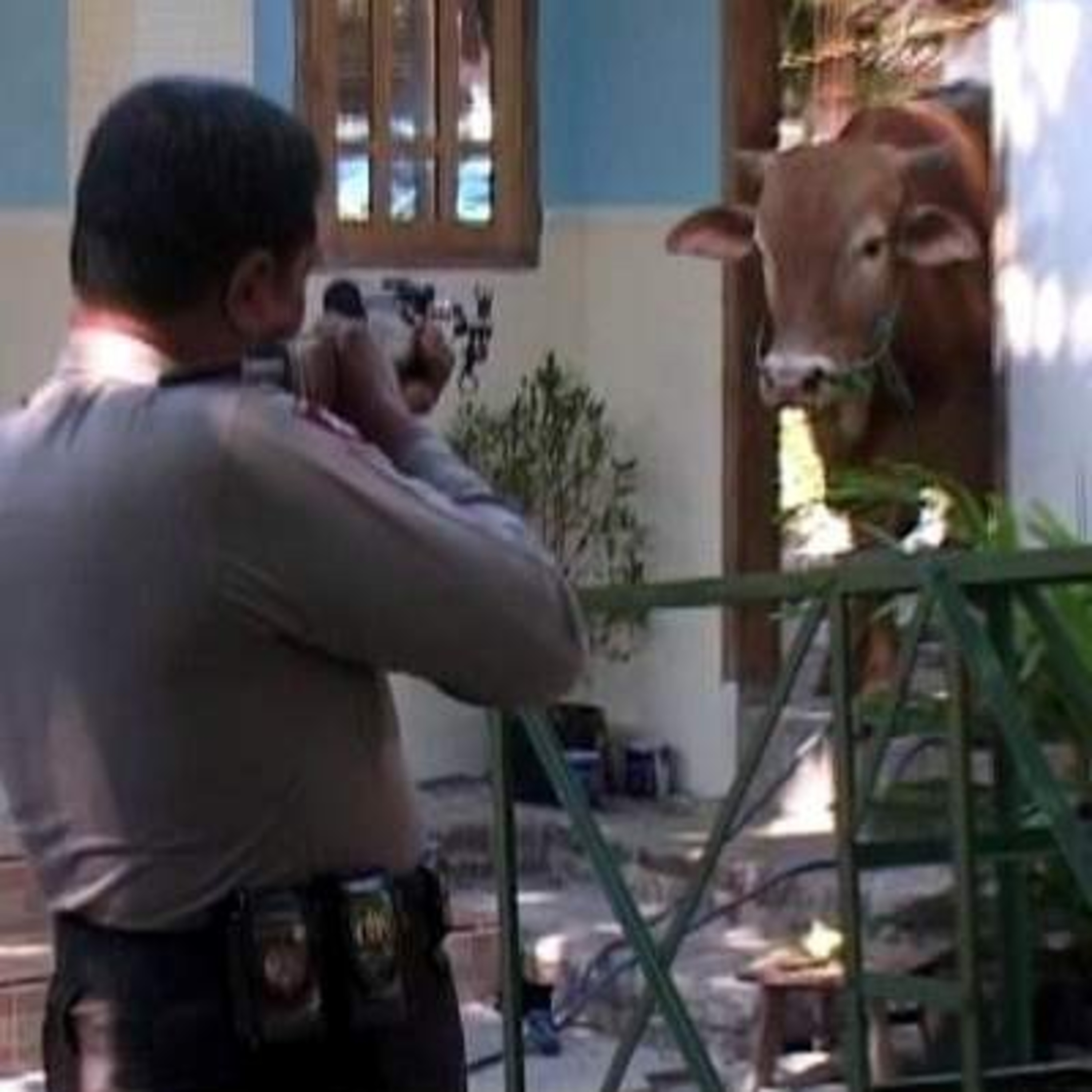 #2 - Sapi Psikopat