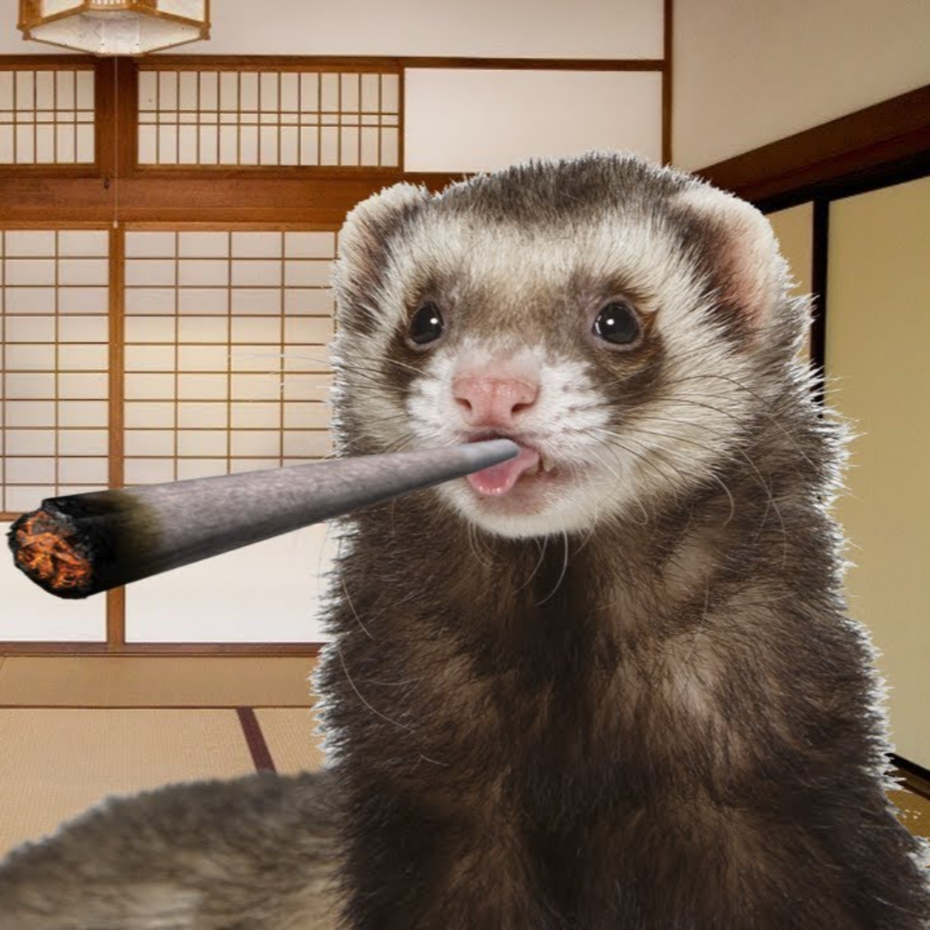 RobbShow