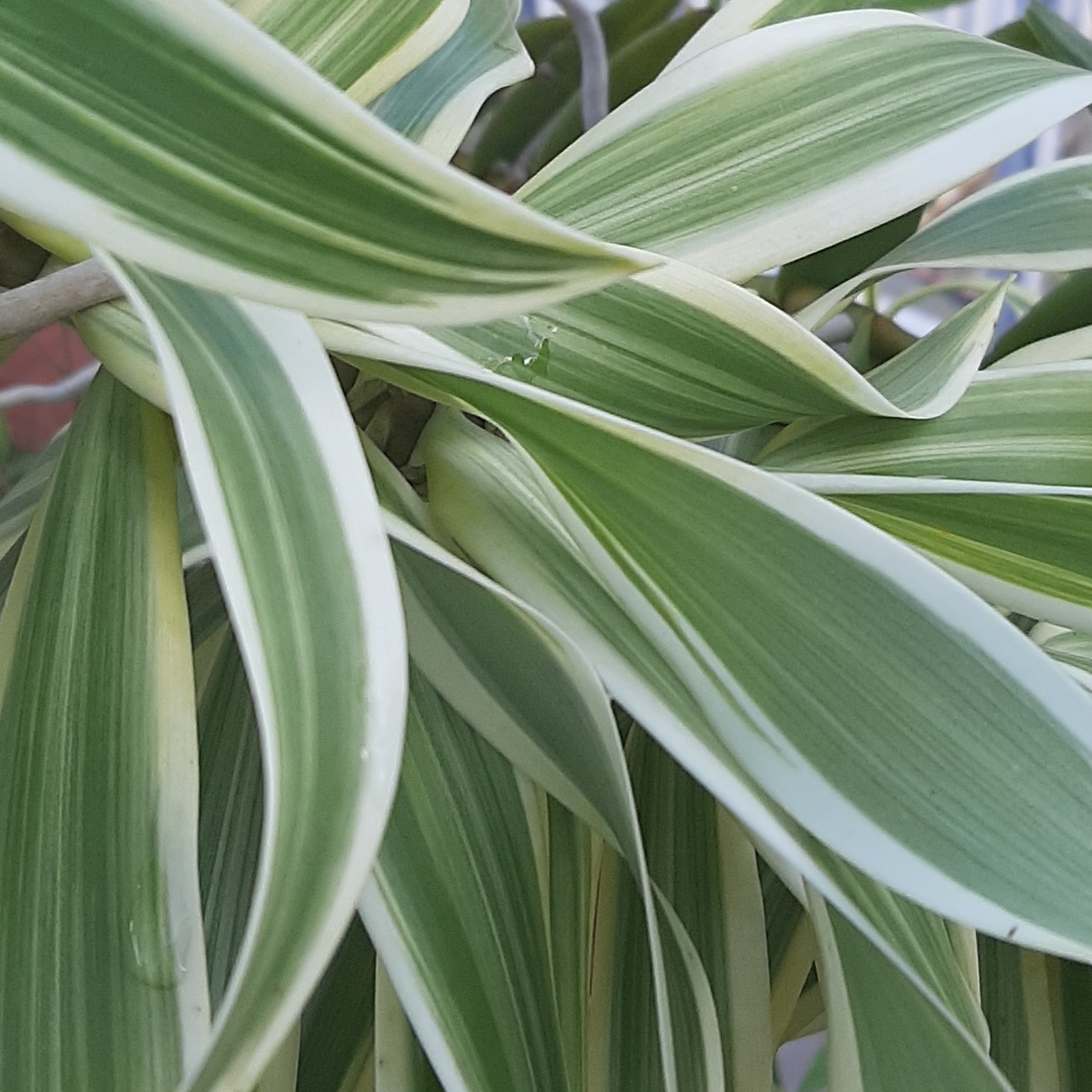 Harmony in the Workplace and Within