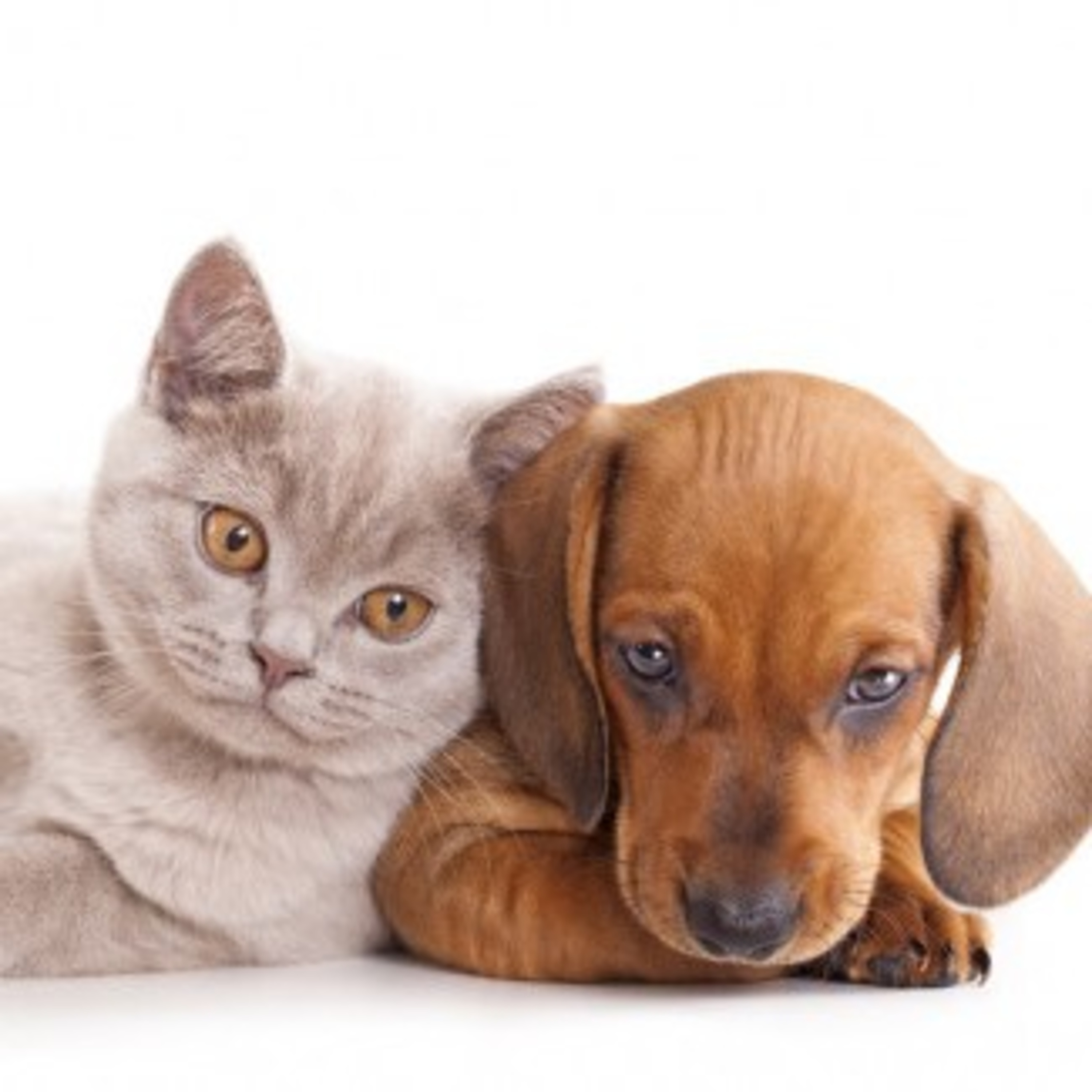 Cães e Gatos - Aumentou a Pena de Maus-tratos aos Animais Domésticos episode artwork