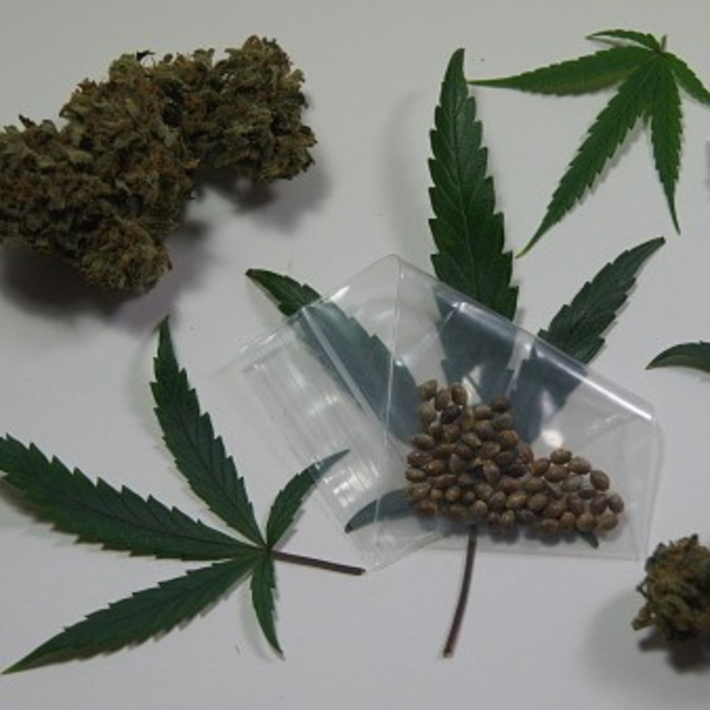 Importação de sementes de maconha em pequena quantidade não é crime! episode artwork