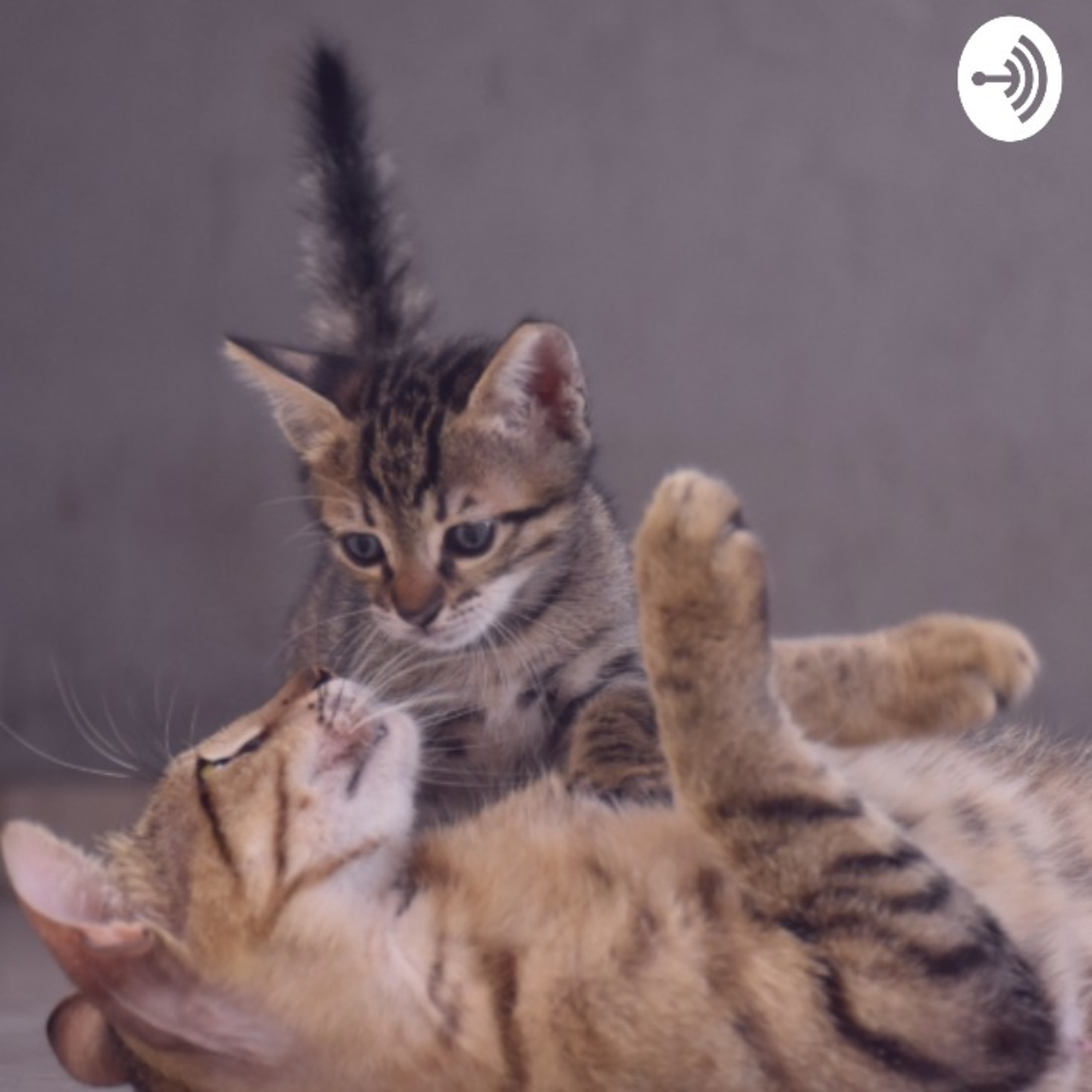 📚 Día de la madre: Mamá Gata y sus tres gatitos episode artwork