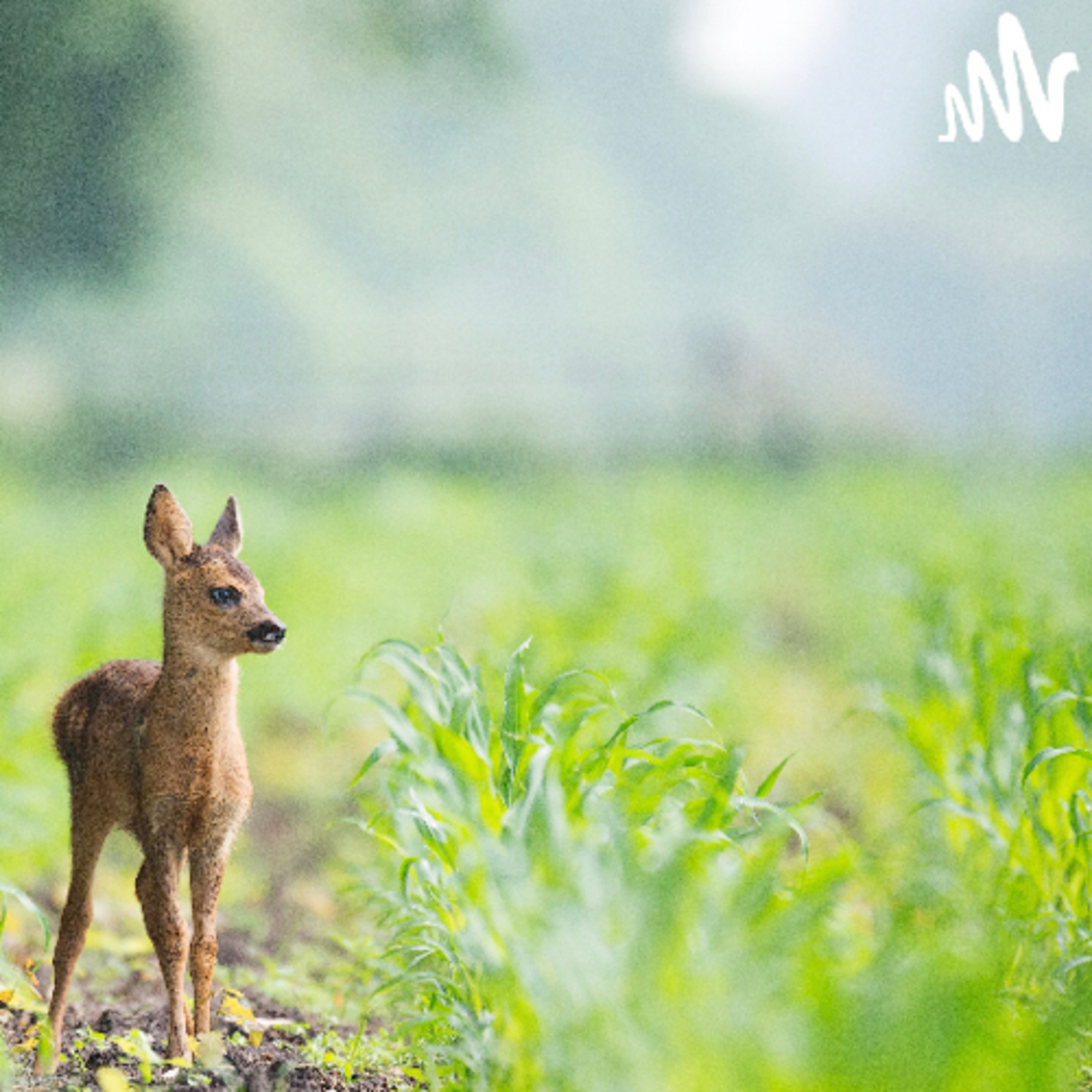 🌿 Bambi, una vida en el bosque
 episode artwork