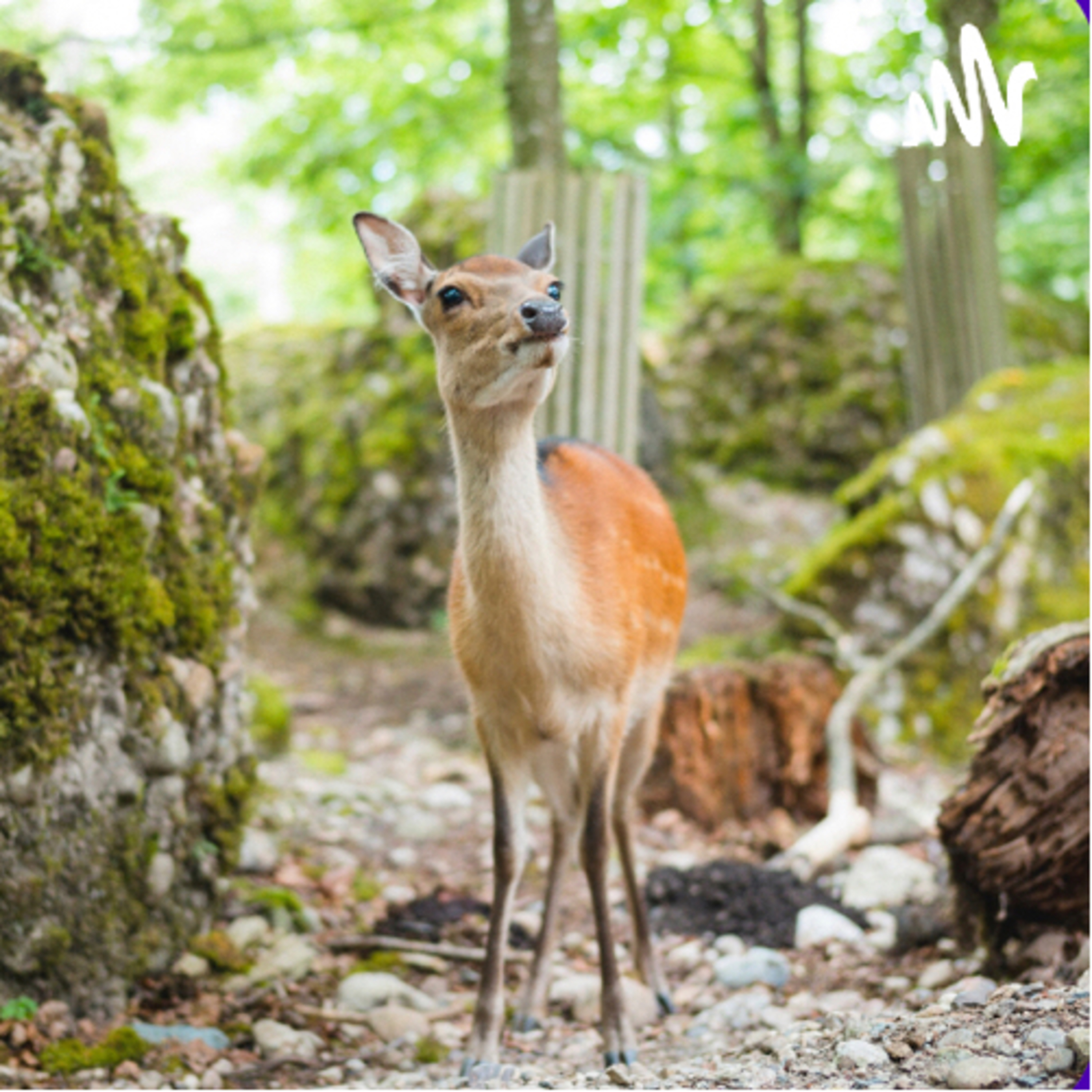 🌿 Bambi, una vida en el bosque  episode artwork