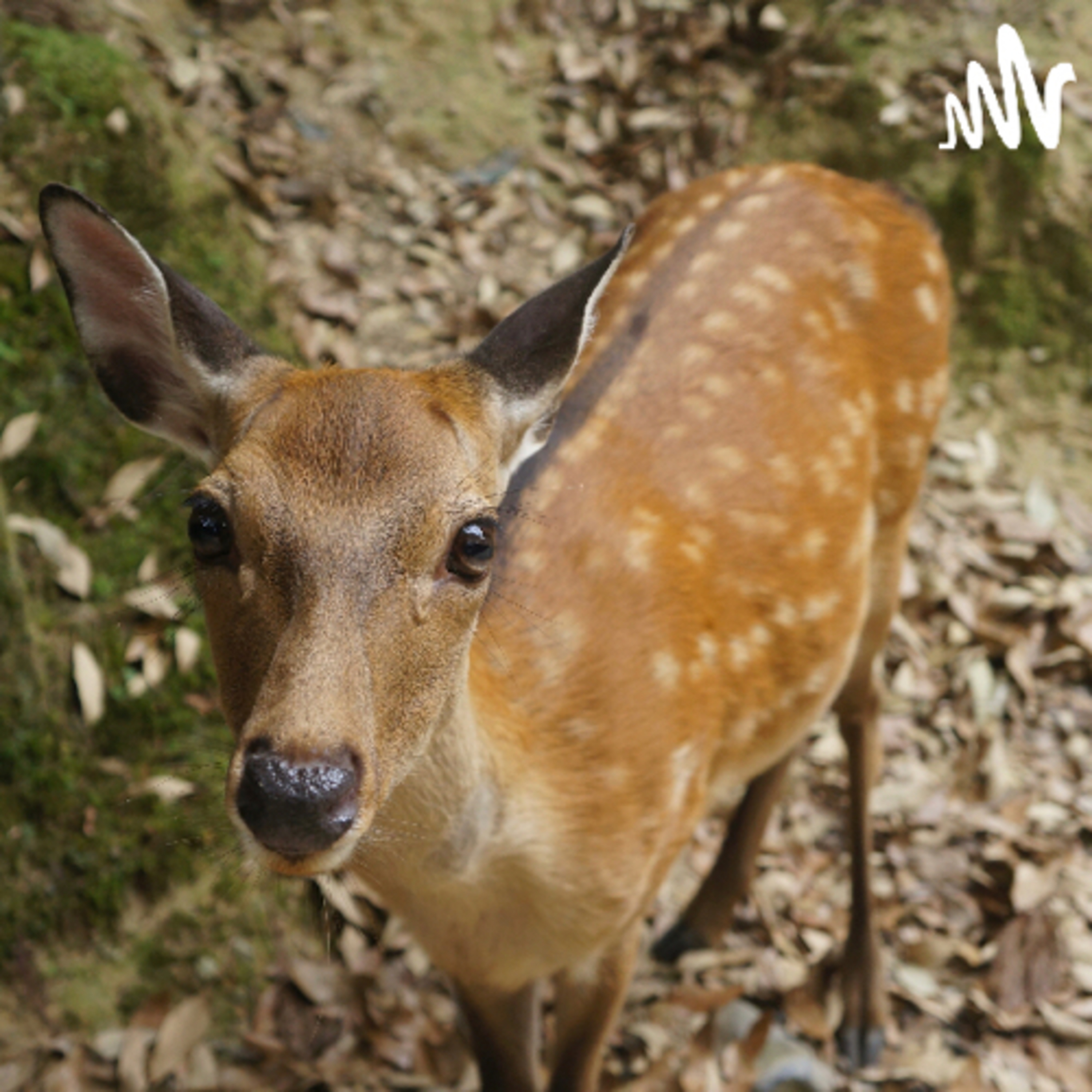 🌿 Bambi, una vida en el bosque  episode artwork