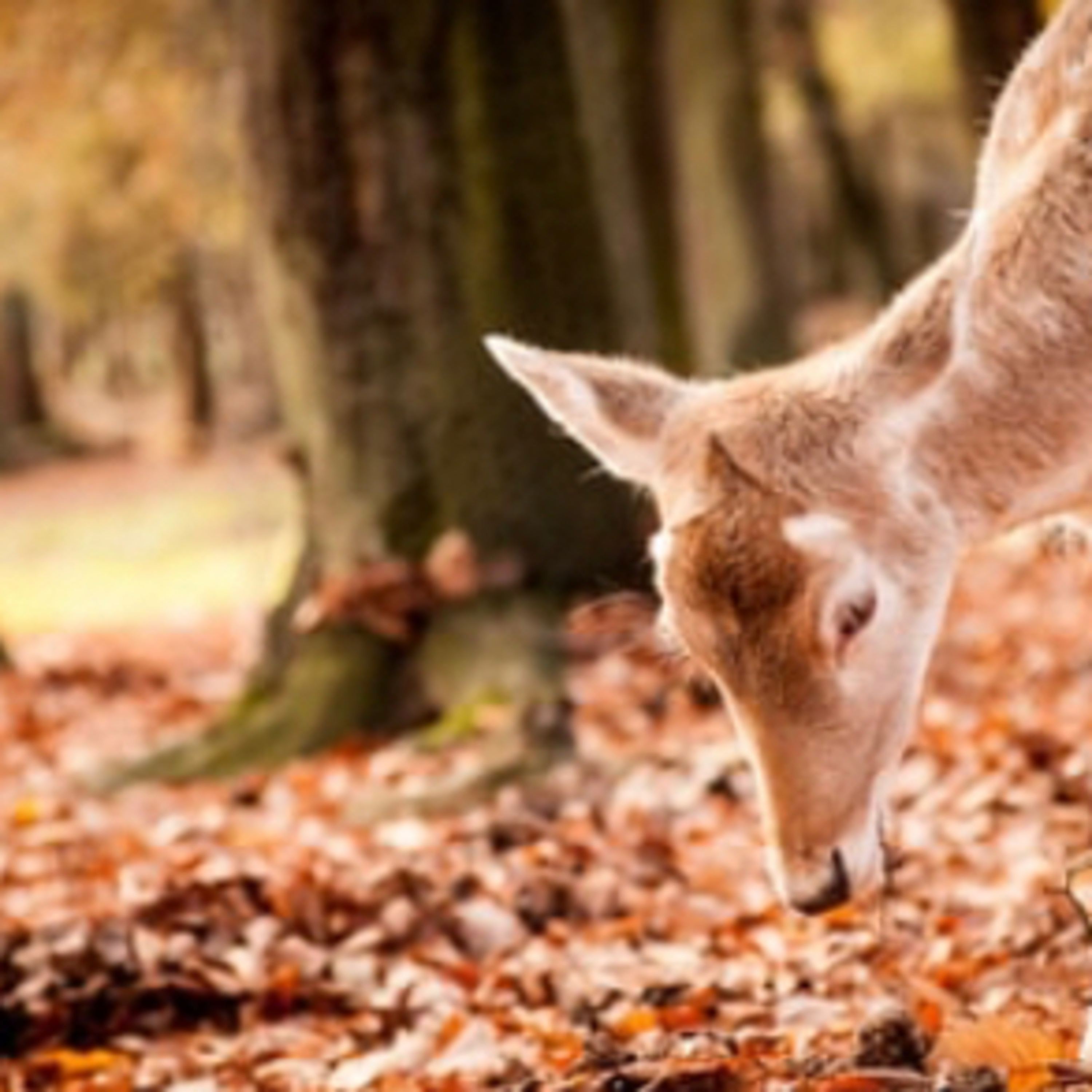 🌿 Bambi, una vida en el bosque  episode artwork