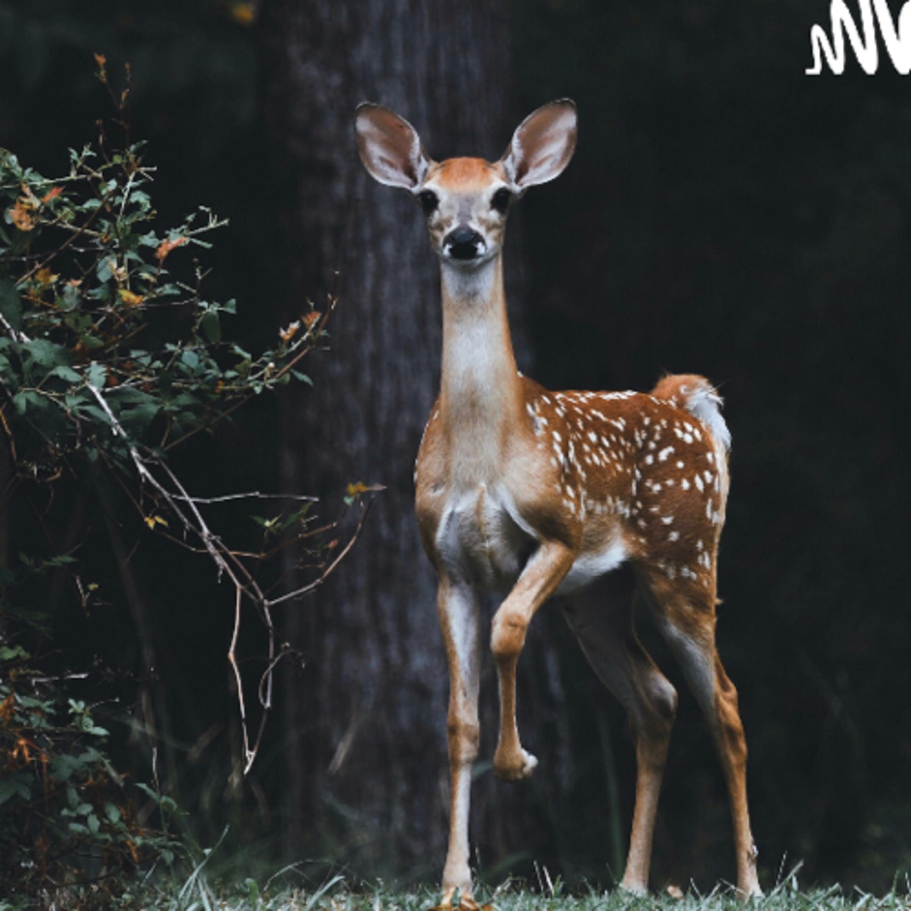 🌿 Bambi, una vida en el bosque, de Félix Salten
Capítulo 5  episode artwork