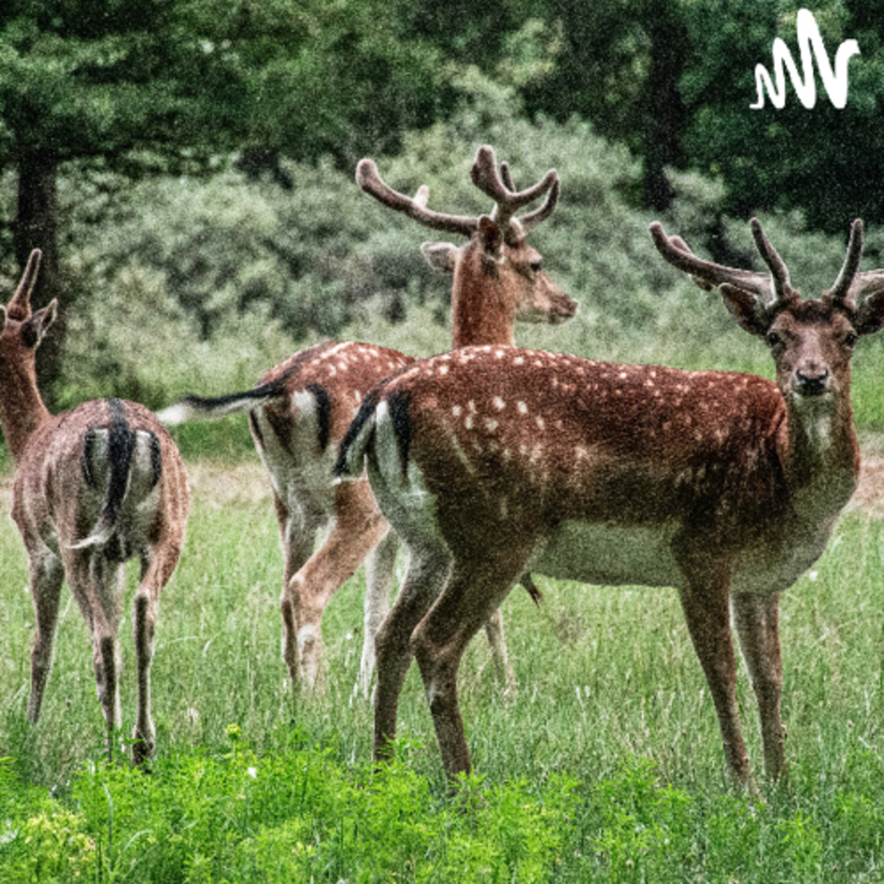 🌿 Bambi, una vida en el bosque episode artwork