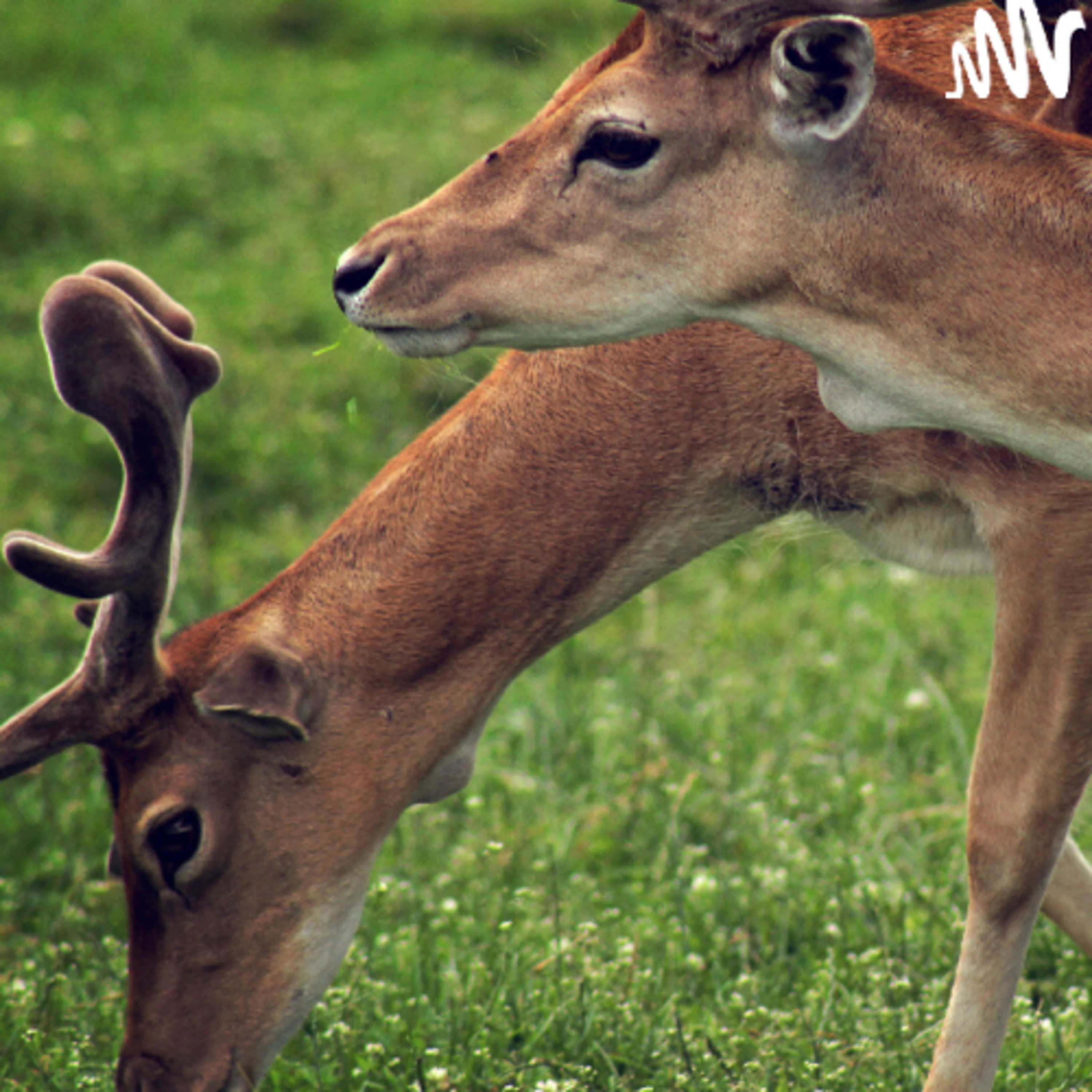 🌿 Bambi, una vida en el bosque  episode artwork