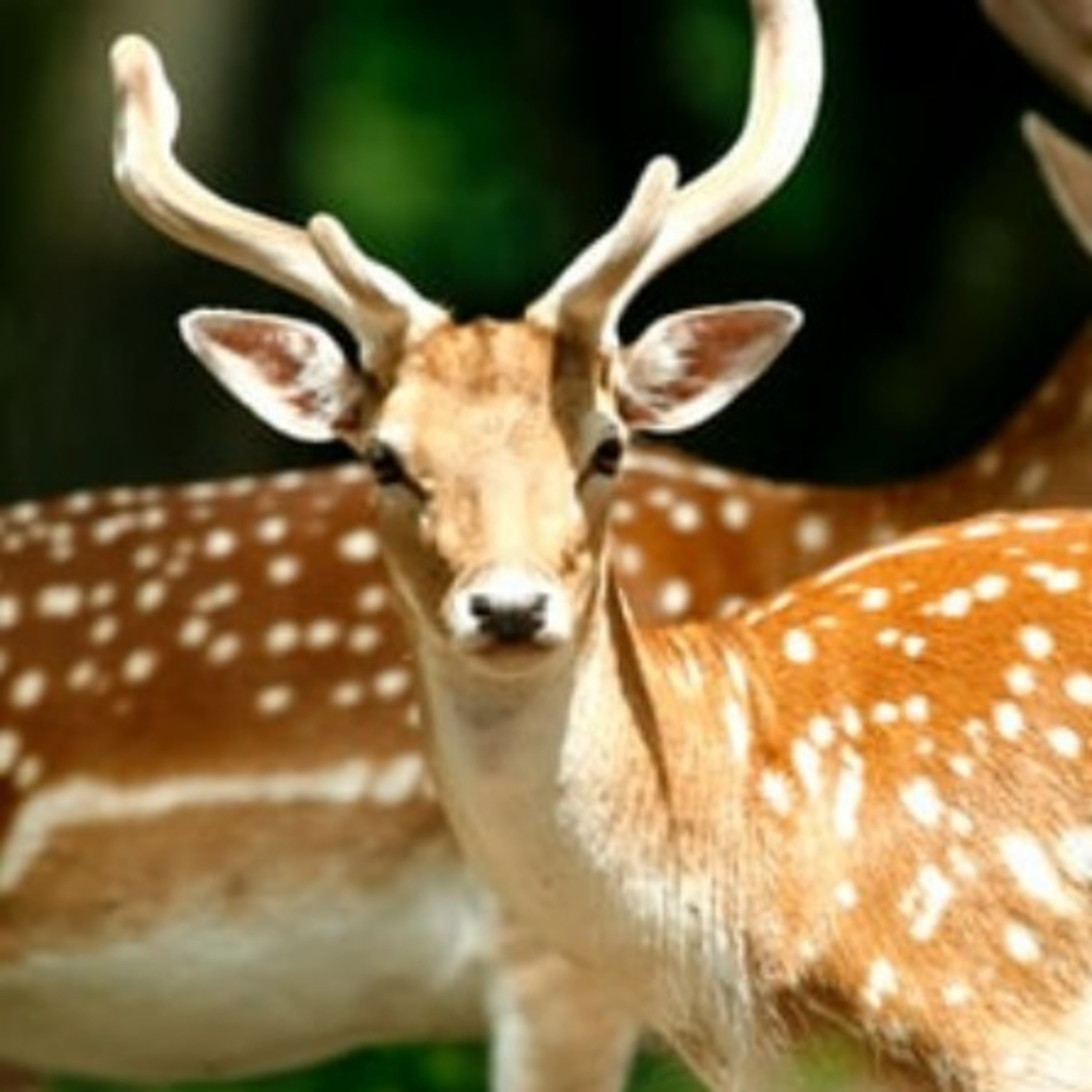 🌿 Bambi, una vida en el bosque. Capítulo 9. episode artwork